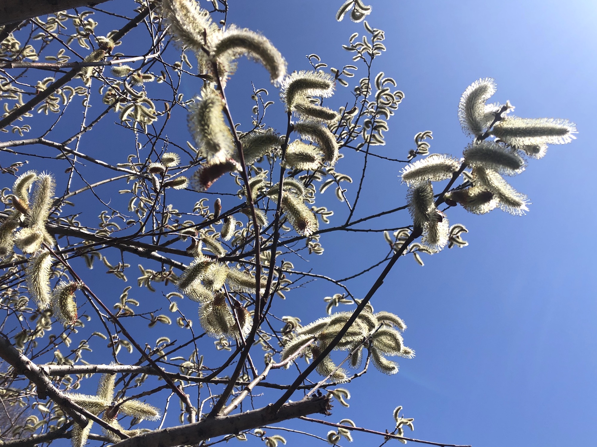 Giant Pussy Willows in UW-Madison Arboretum on April 1, 2021.