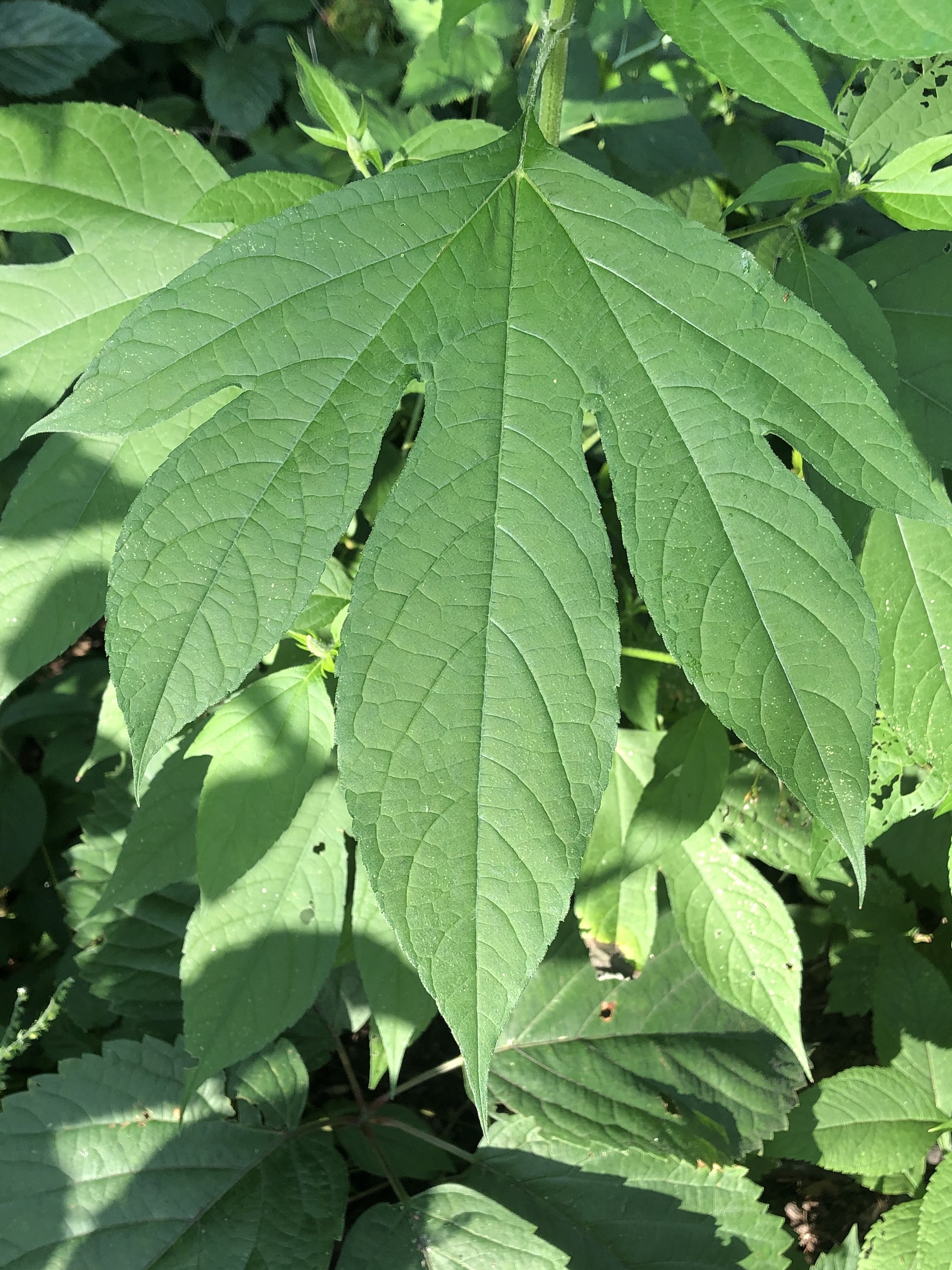 Giant Ragweed leaf in Oak Savanna in Madison, Wisconsin on August 16, 2022.