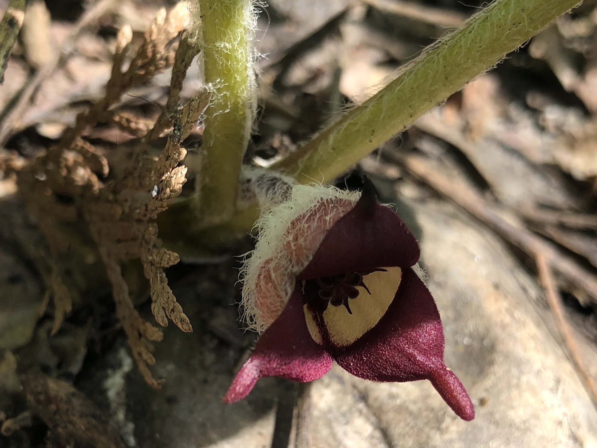 Wild Ginger flower just budding near Agawa Path in Madison, Wisconsin on April 16, 2021.