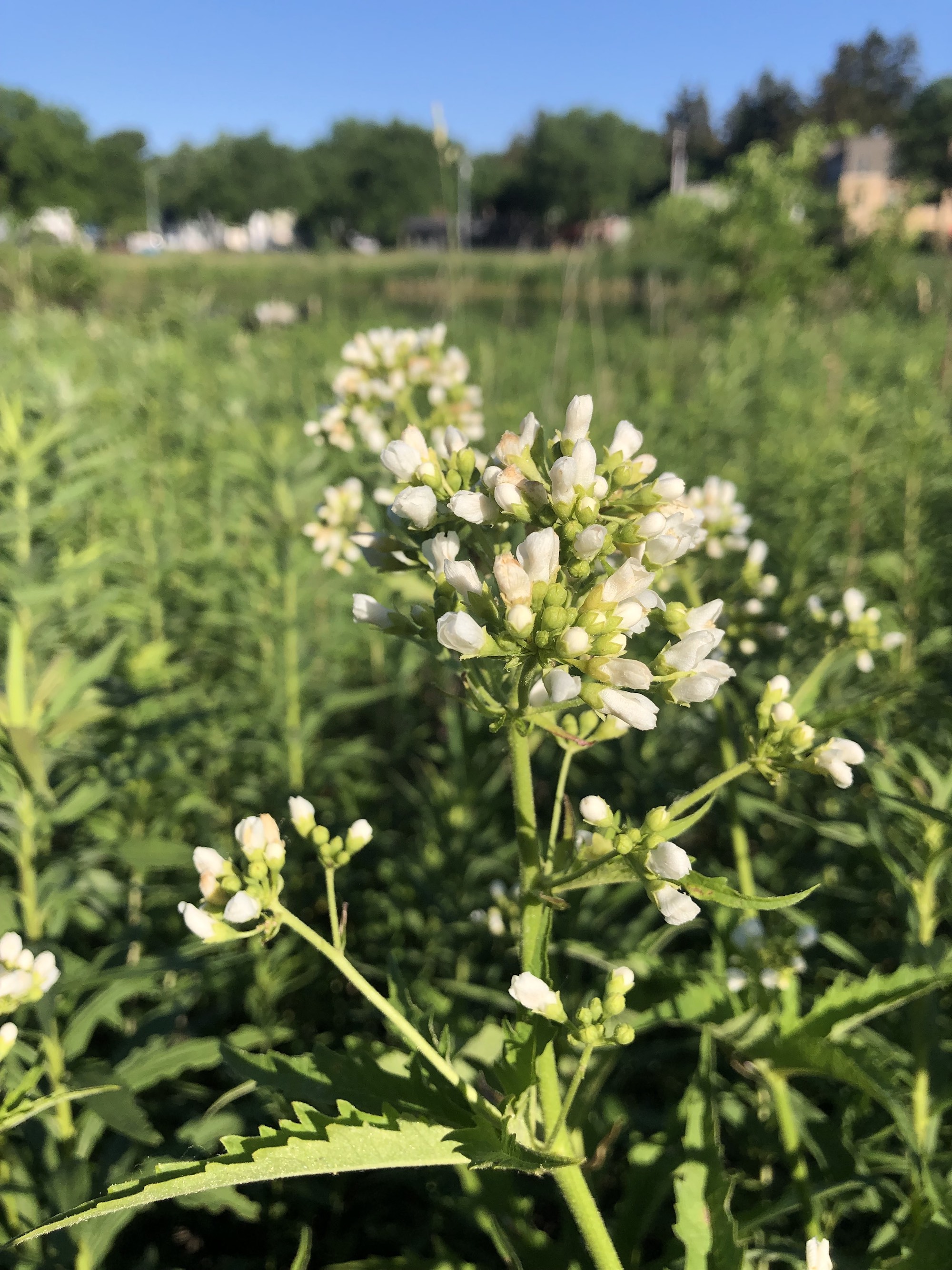 Glade Mallow around Marion Dunn Pond in Madison, Wisconsin on June 16, 2021.