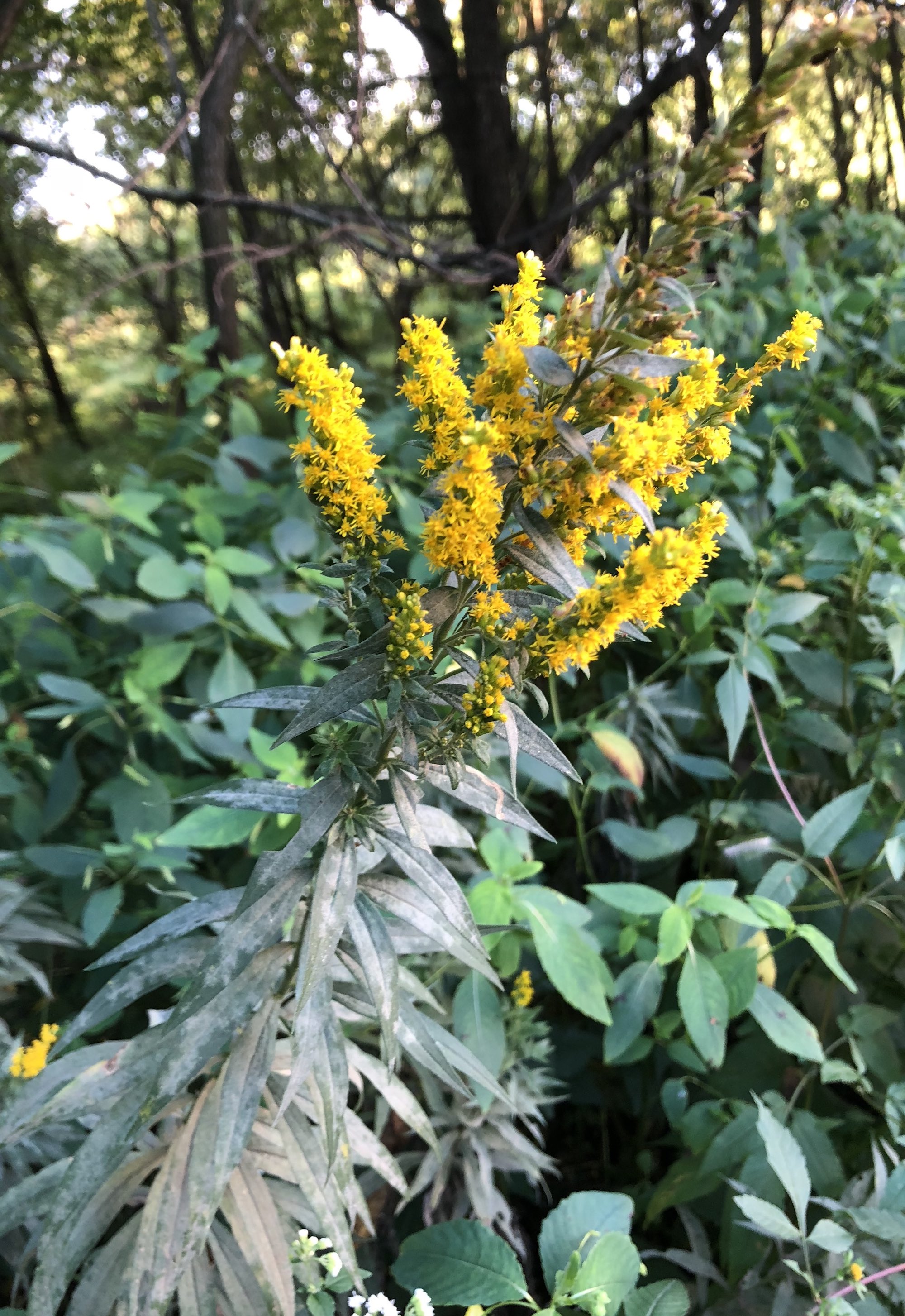 Goldenrod in UW Arboretum on September 6, 2018.
