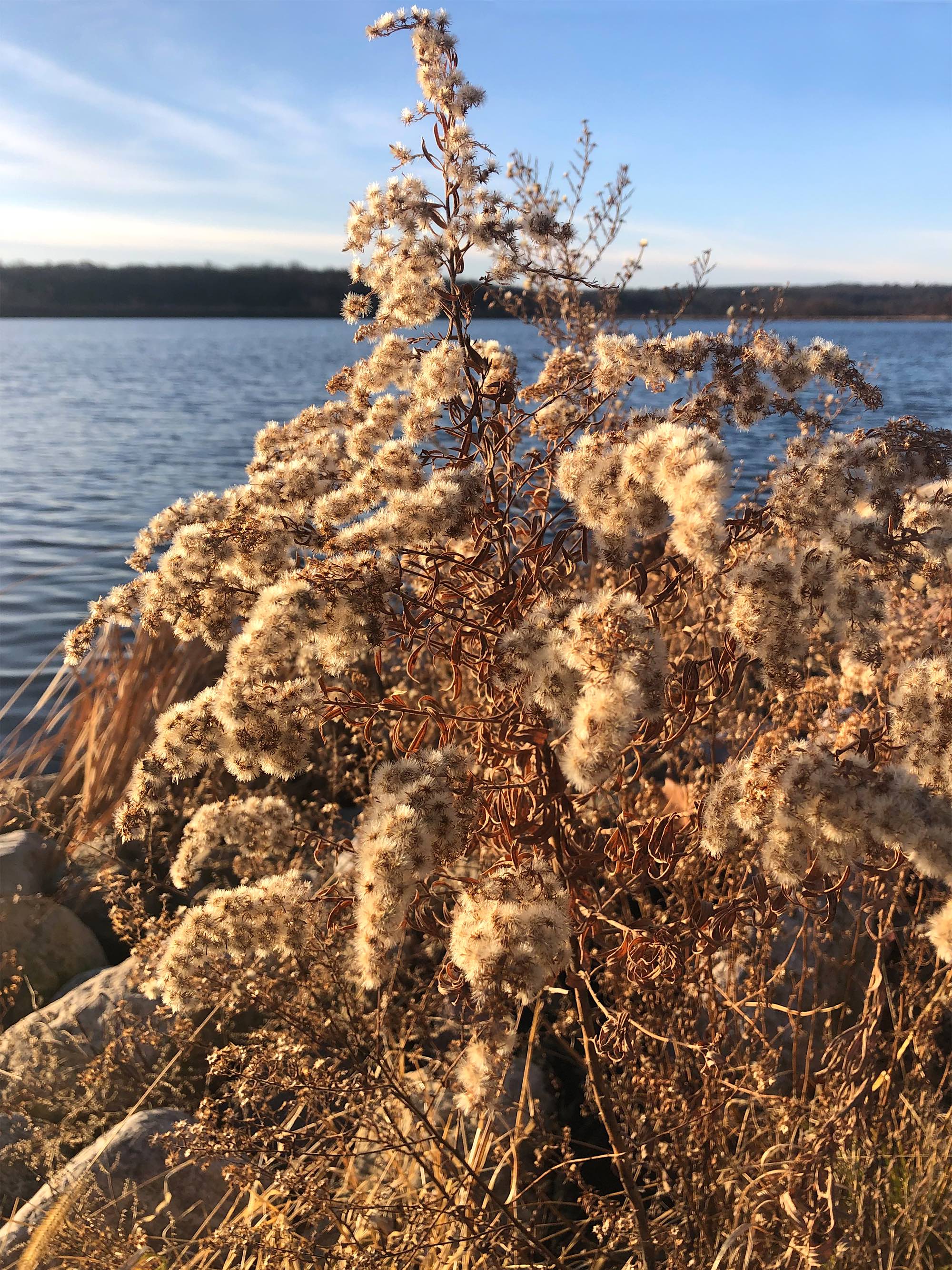 Goldenrod fluff on shore of Lake Wingra on November 29, 2020.