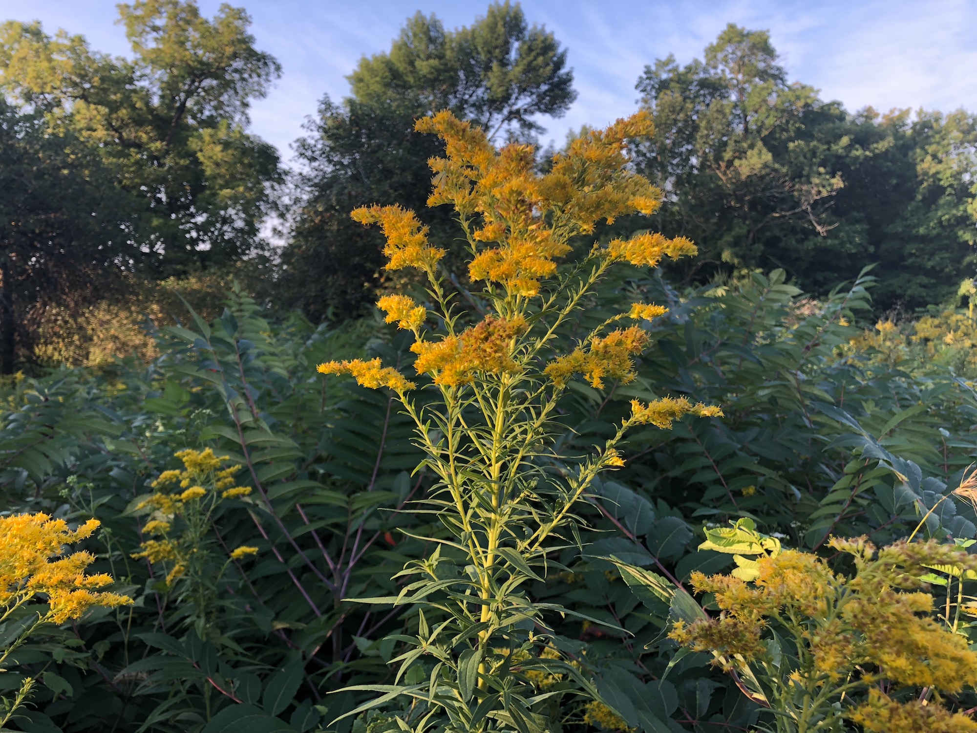 Goldenrod in UW Arboretum Oak Savanna on August 31, 2018.