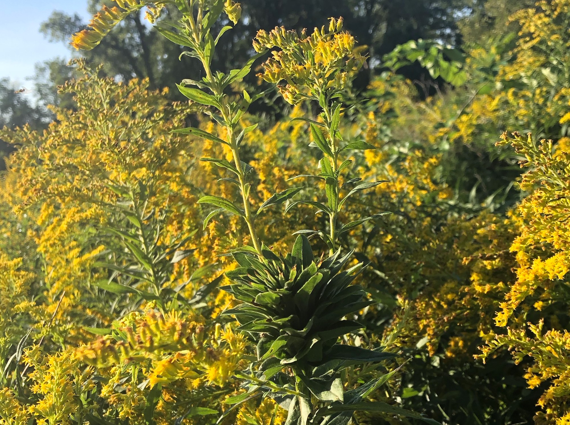 Goldenrod photo taken September 4, 2018 in UW Arboretum.