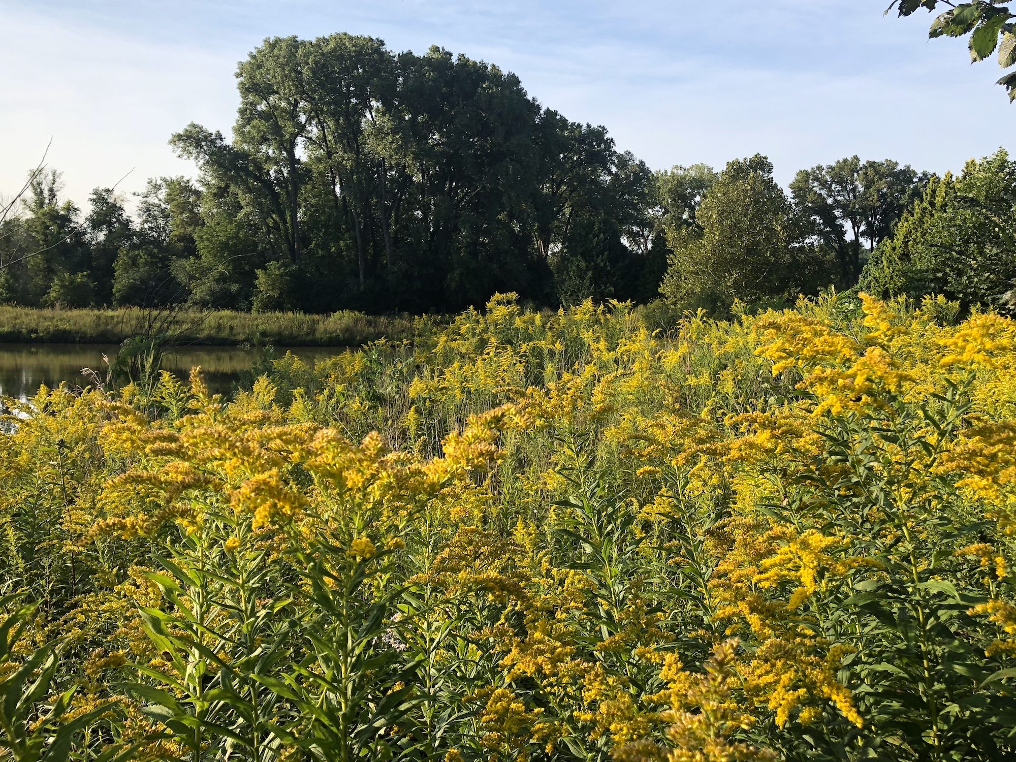 Goldenrod surrounding retaining pond in UW Arboretum on August 31, 2018.