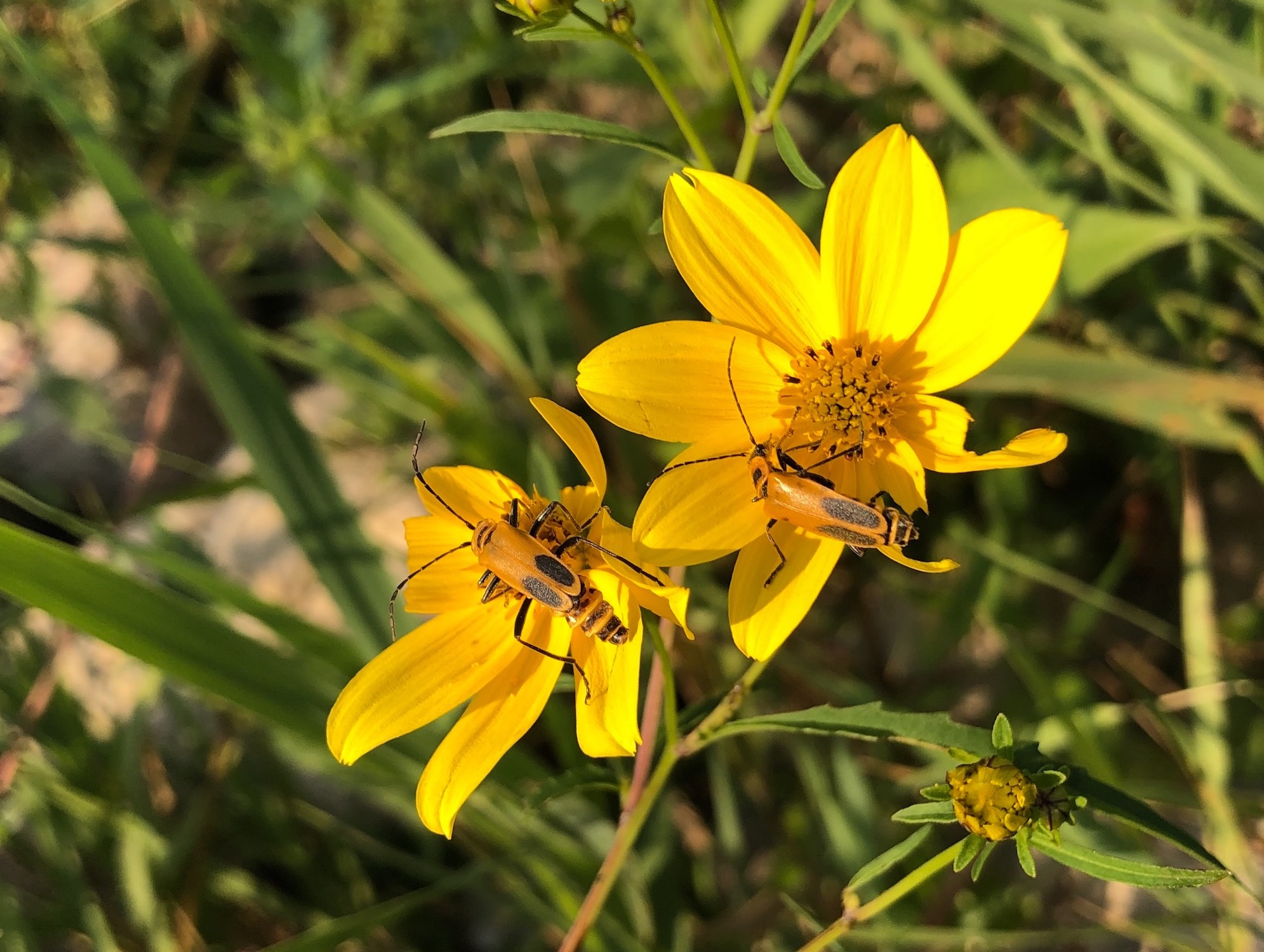 Goldenrod Soldier Beetles on Crowned Beggarticks on the shore of Lake Wingra on August 27, 2020.