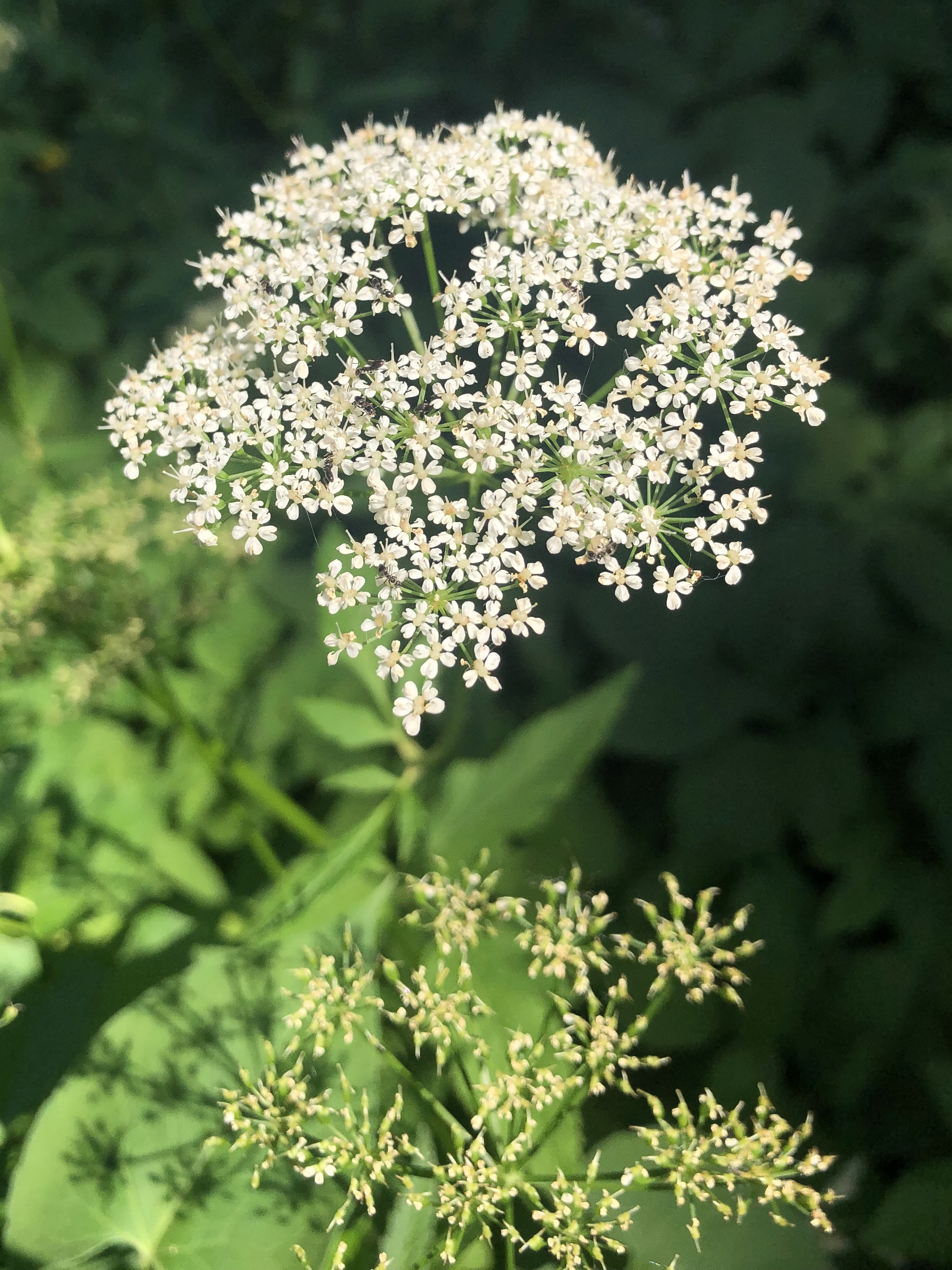 Goutweed along bike path behind Gregory Street in Madison, Wisconsin on June 24, 2022.