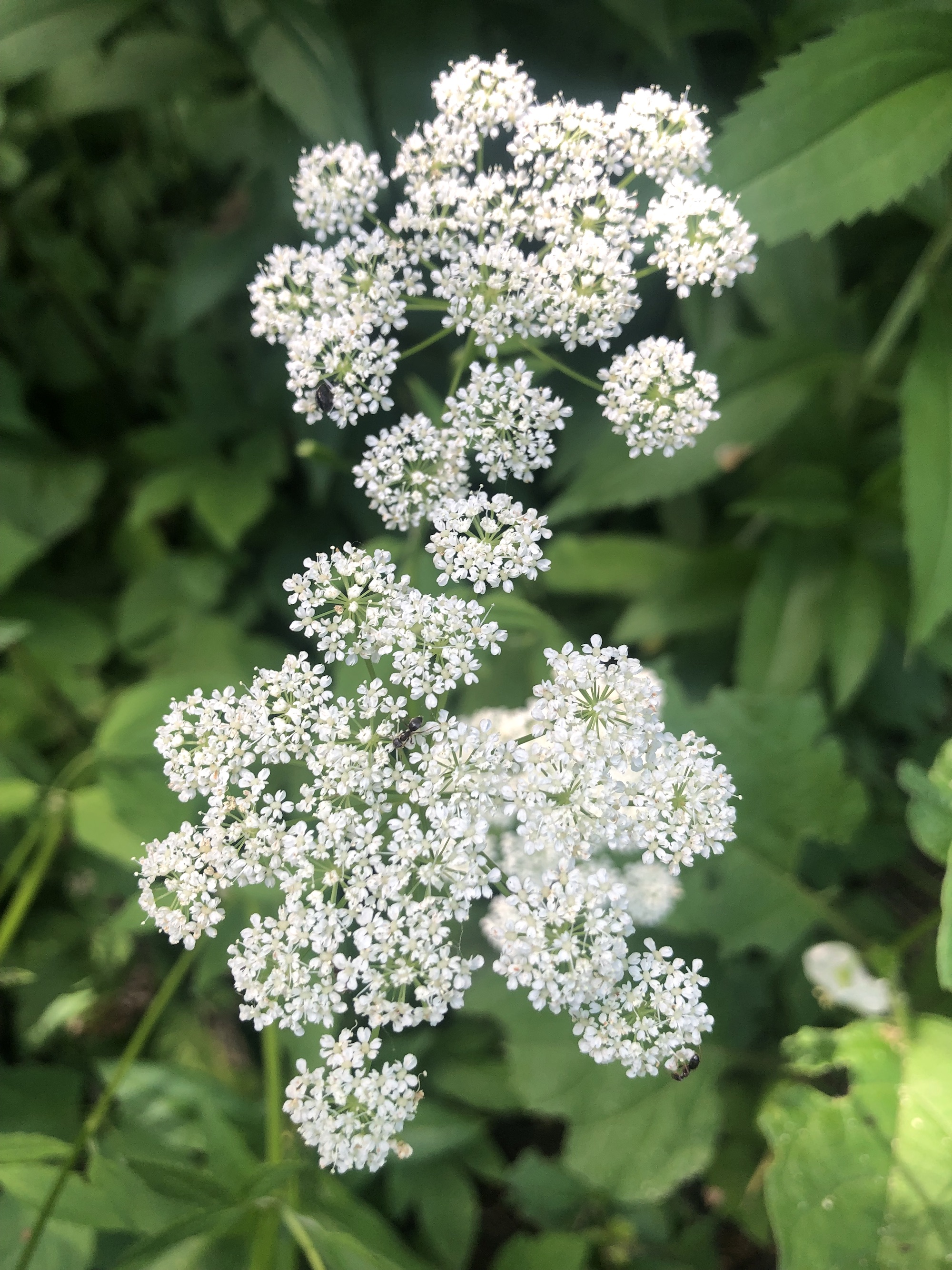 Goutweed along bike path behind Gregory Street in Madison, Wisconsin on June 22, 2022.