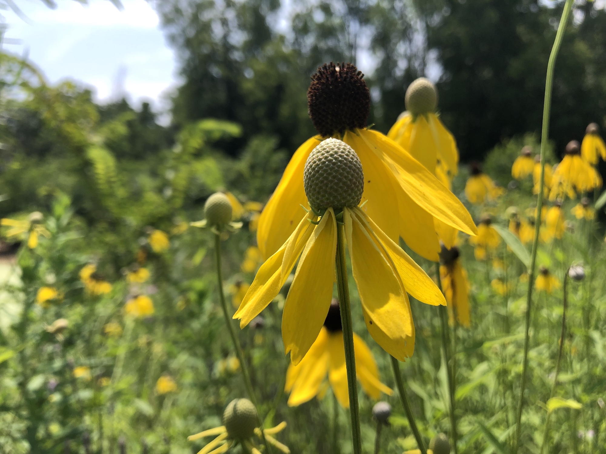 Gray-headed coneflower on shore of Marion Dunn Pond  in Madison, Wisconsin on July 25, 2019.