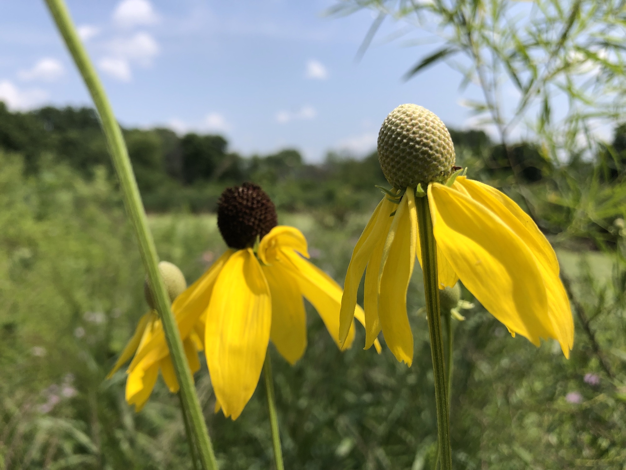 Gray-headed coneflower on shore of Marion Dunn Pond in Madison, Wisconsin on July 25, 2019.