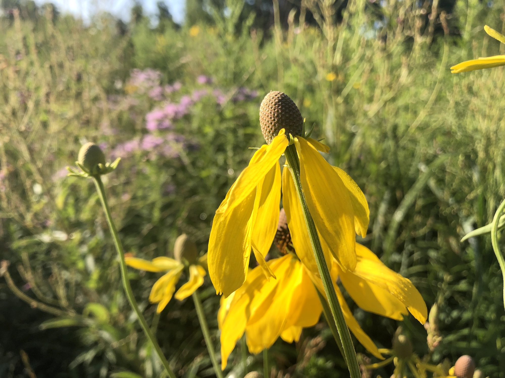 ray-headed coneflower on shore of Retaining Pond in Madison, Wisconsin on July 31, 2019.