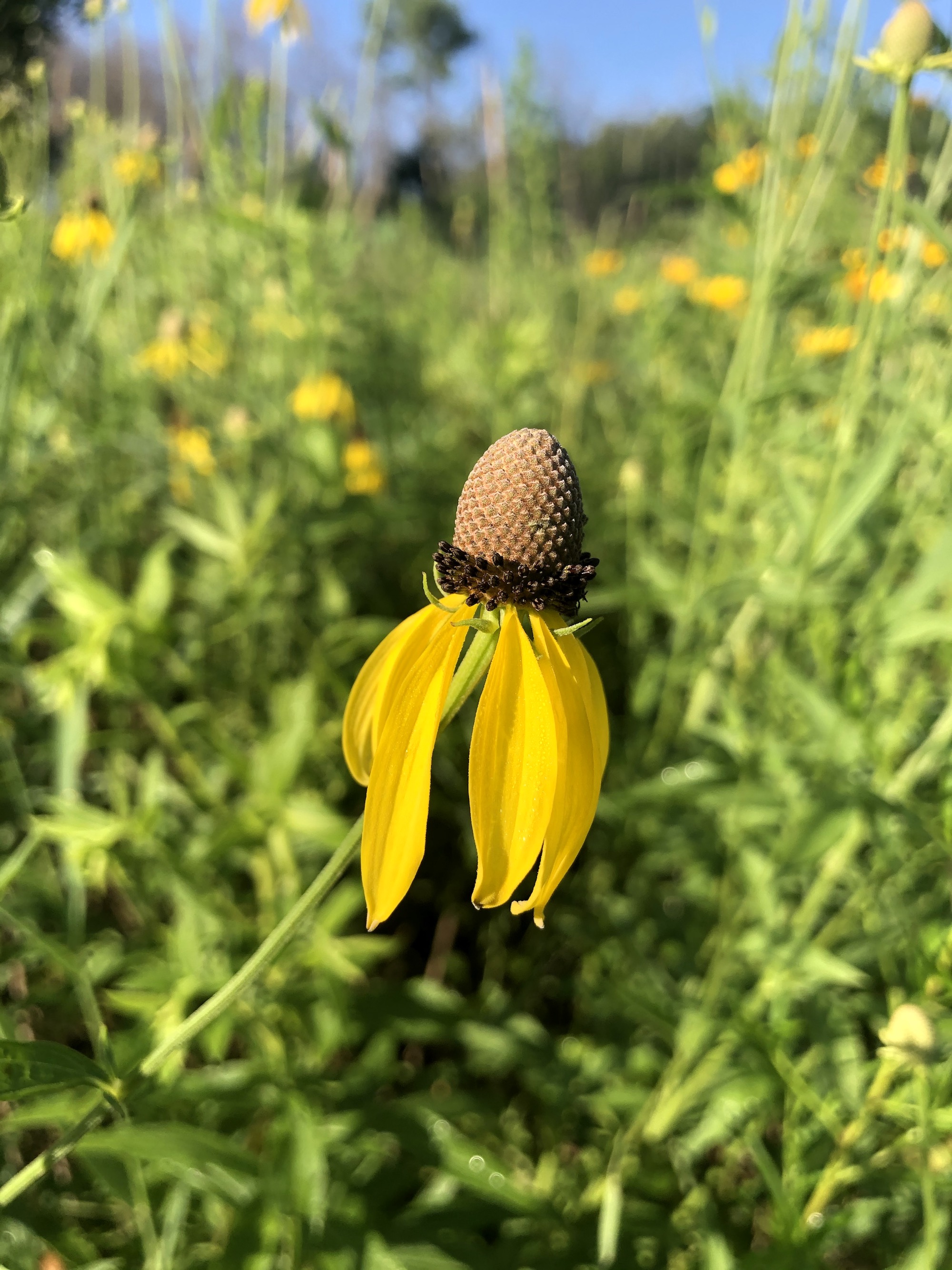 Gray-headed coneflower on shore of Marion Dunn Pond in Madison, Wisconsin on  July 17, 2020.