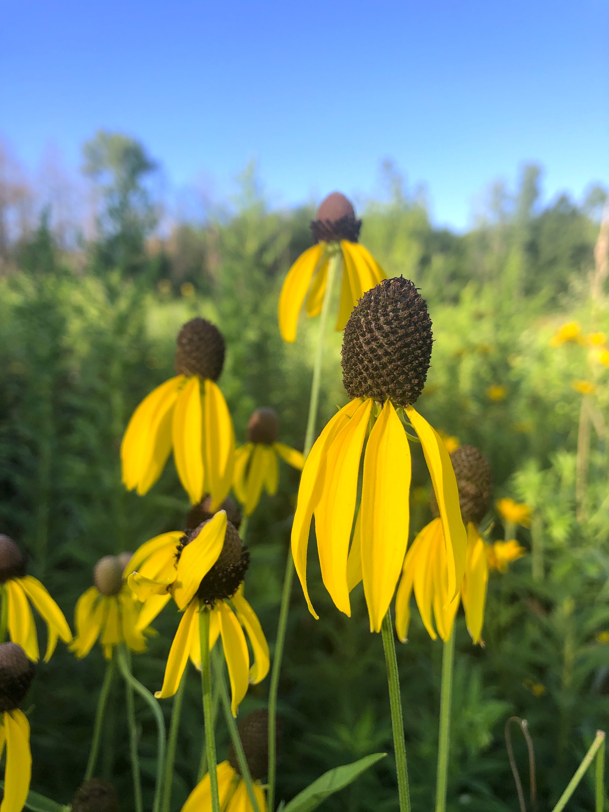 ray-headed coneflower on on shore of Marion Dunn Pond in Madison, Wisconsin on July 29, 2020.