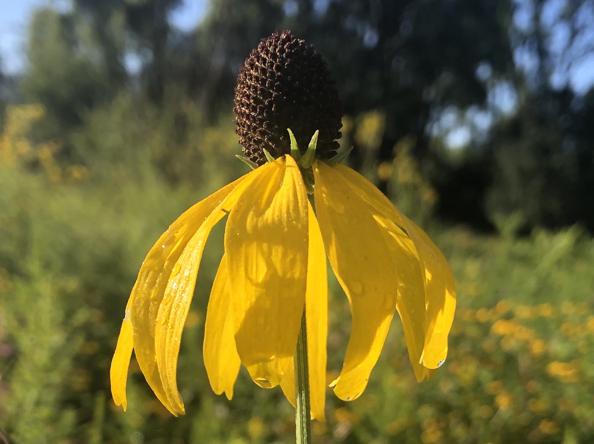 Gray-headed coneflower on the banks of the Marion Dunn Pond i in Madison, Wisconsin on August 11, 2020.