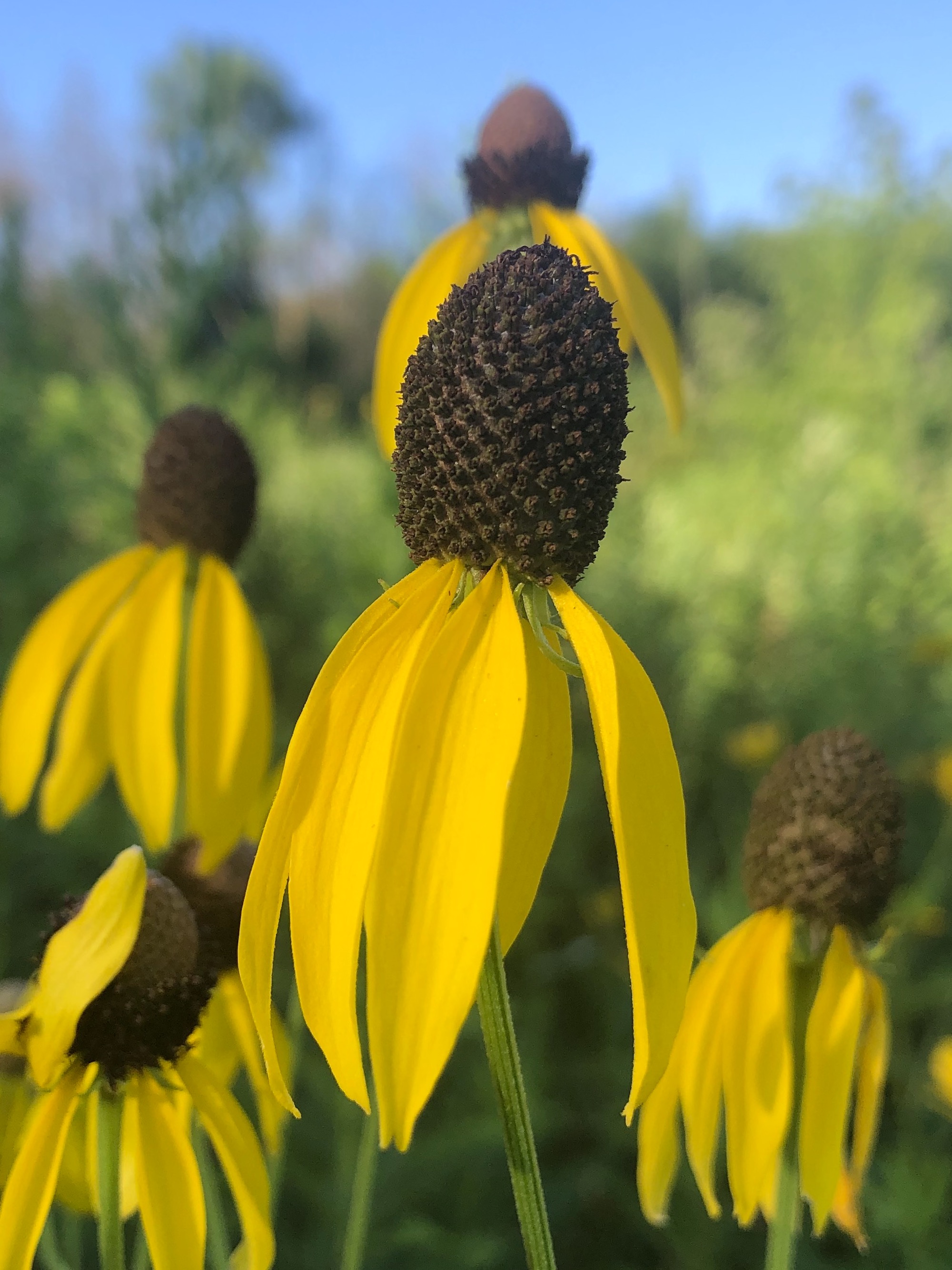 Gray-headed coneflower on shore of Marion Dunn Pond in Madison, Wisconsin on July 29, 2020.