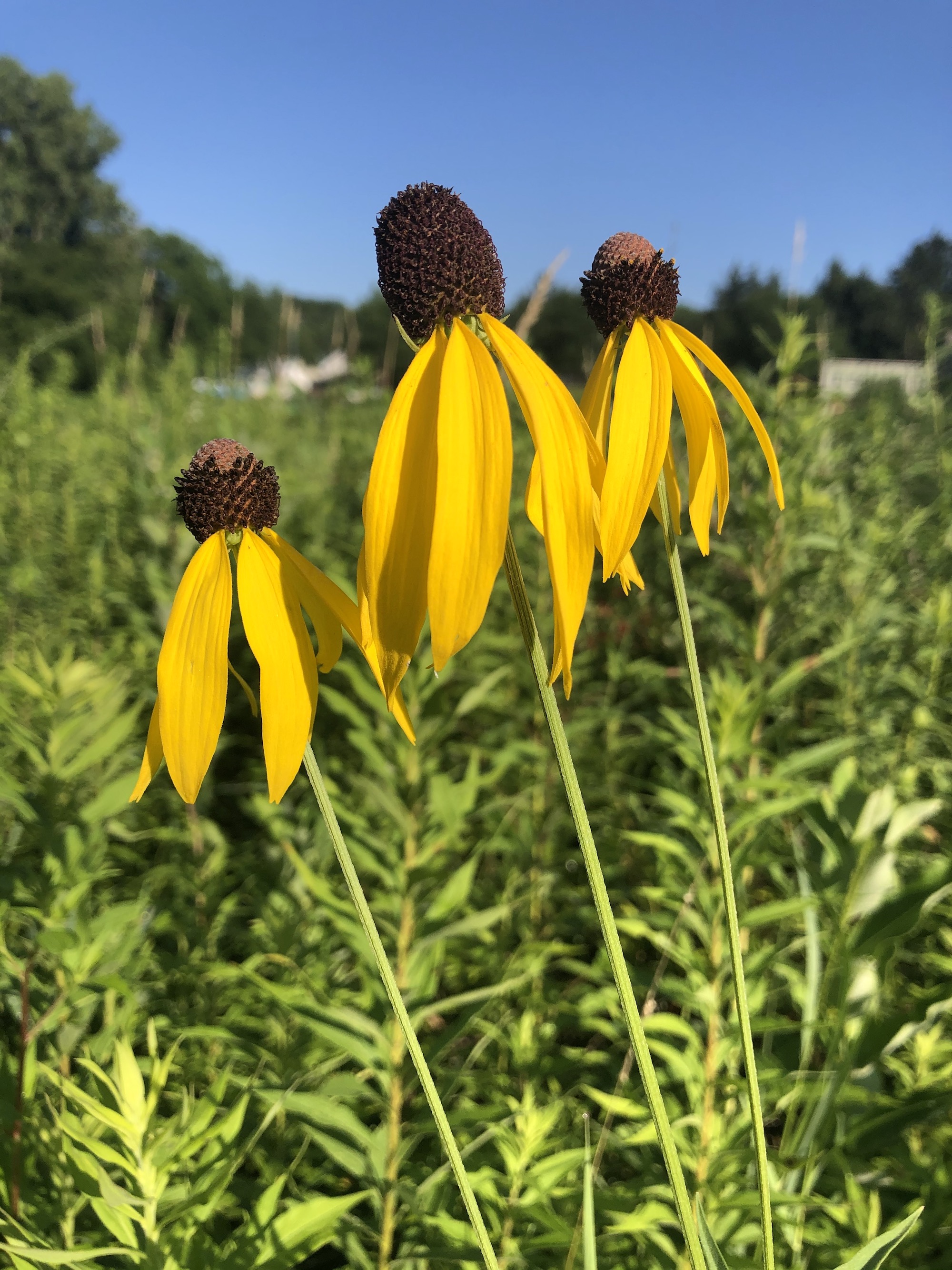 Gray-headed coneflower on shore of Marion Dunn Pond  in Madison, Wisconsin on July 17, 2020.