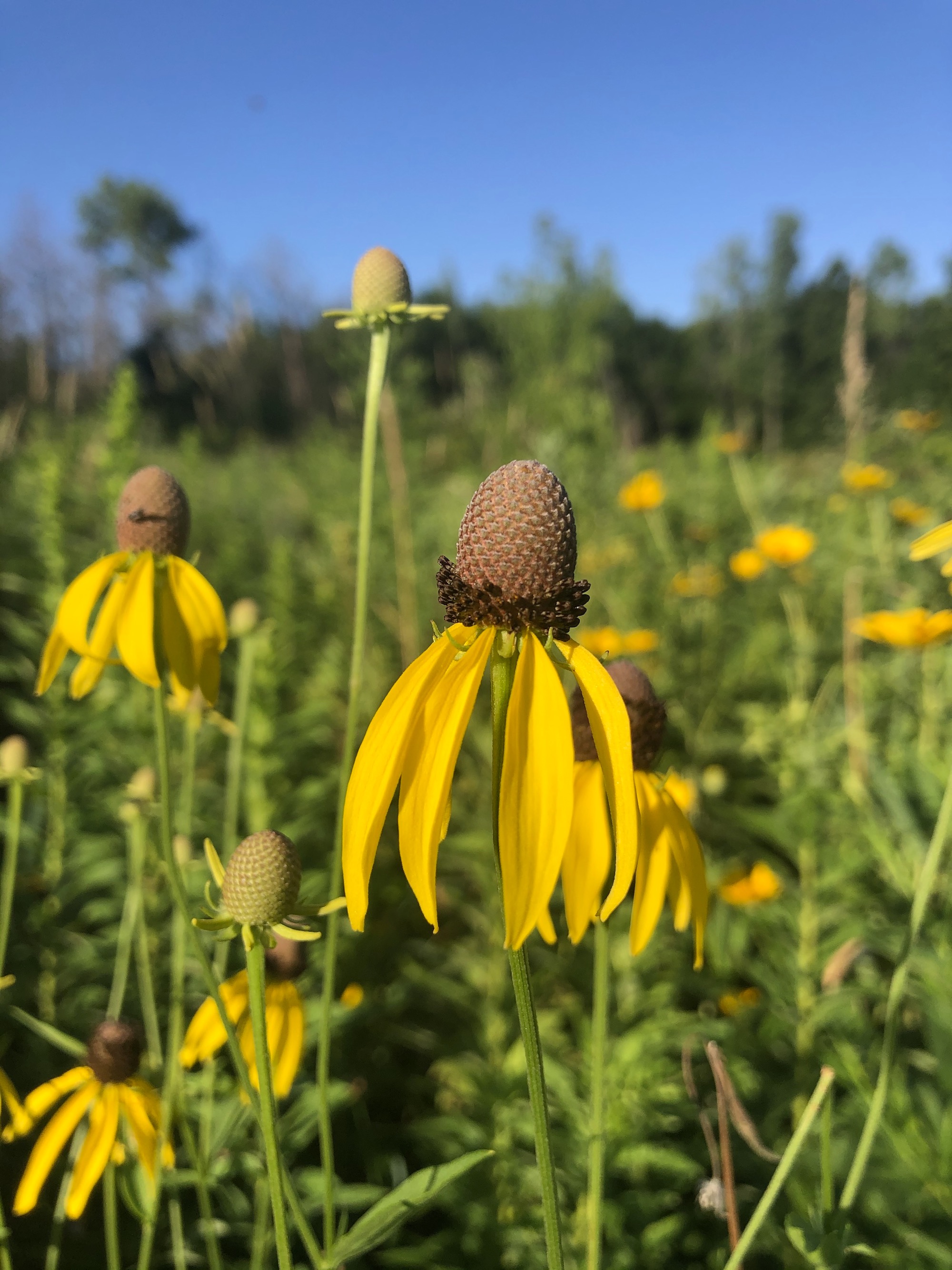 Gray-headed coneflower on shore of Marion Dunn Pond in Madison, Wisconsin on July 20, 2020.