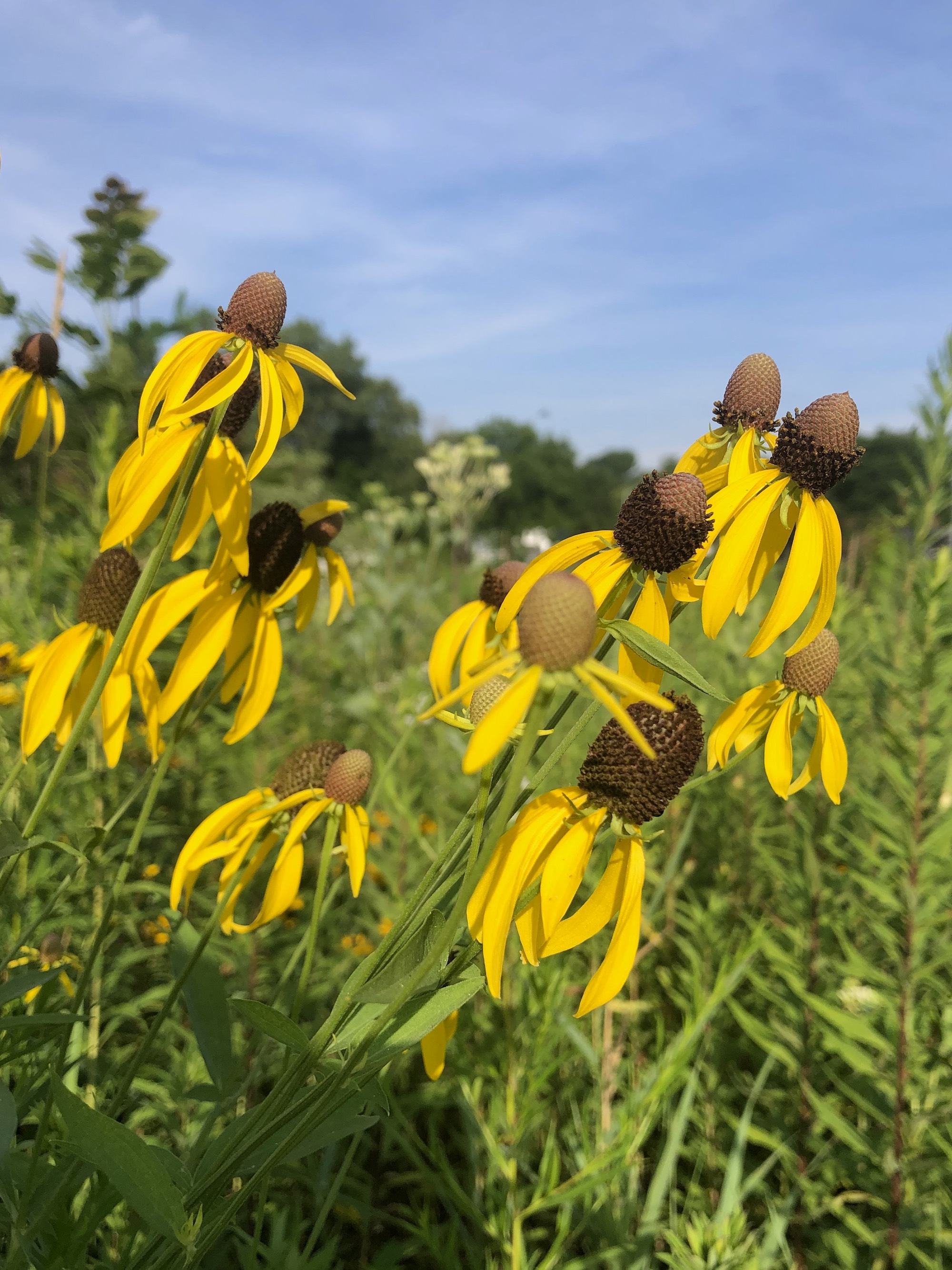 ray-headed coneflower on shore of Marion Dunn Pond in Madison, Wisconsin on July 26, 2020.