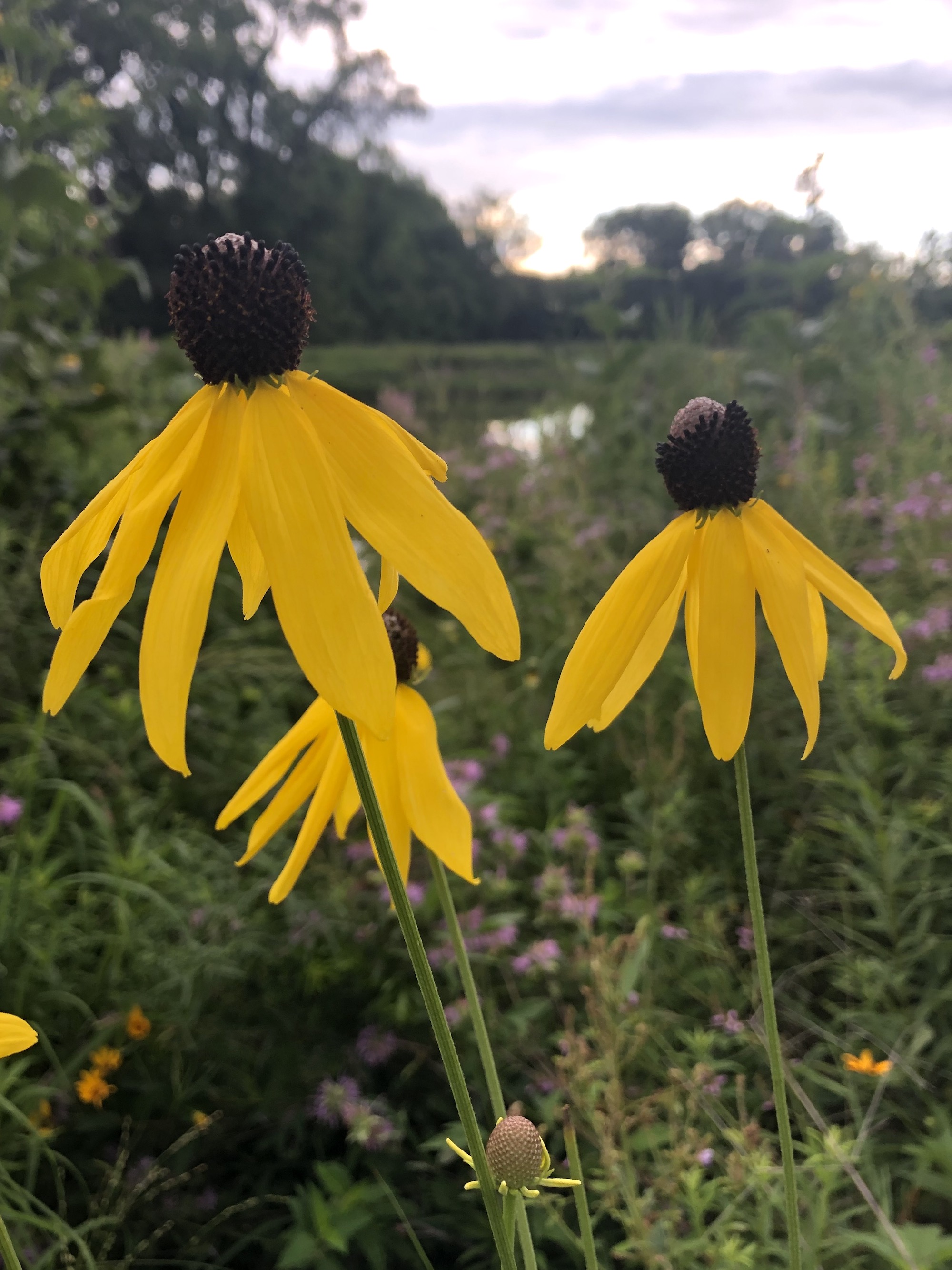 Gray-headed coneflower on shore of Marion Dunn Pond  in Madison, Wisconsin on July 28, 2020.