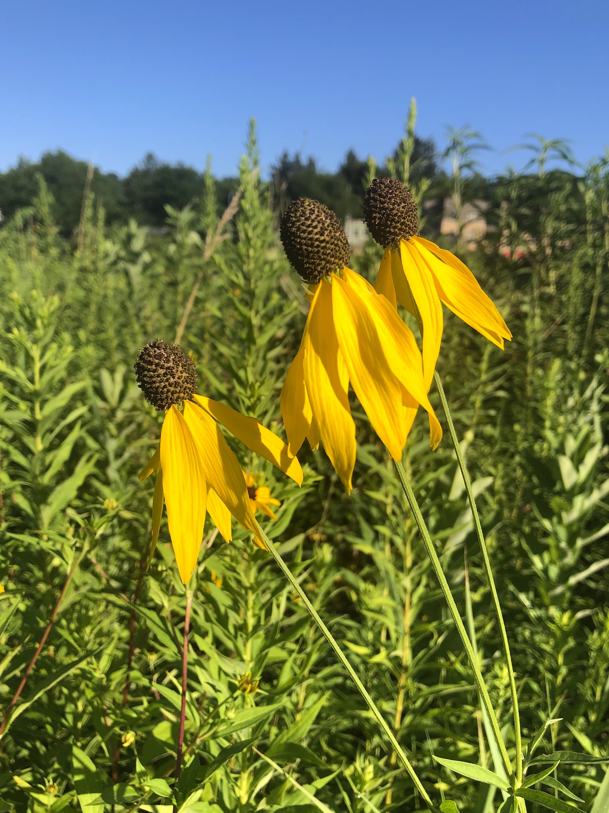 Gray-headed coneflower on shore of Marion Dunn Pond  in Madison, Wisconsin on July 29, 2020.
