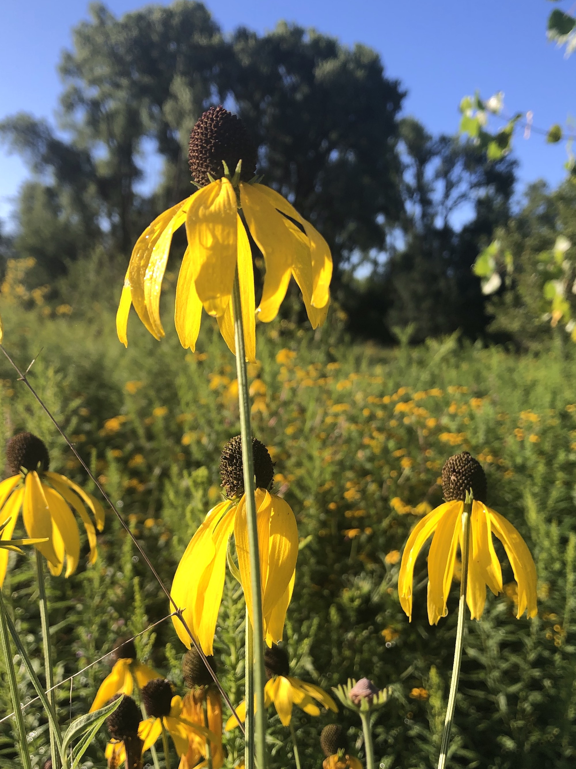 Gray-headed coneflower on shore of Marion Dunn Pond in Madison, Wisconsin on August 11, 2020.