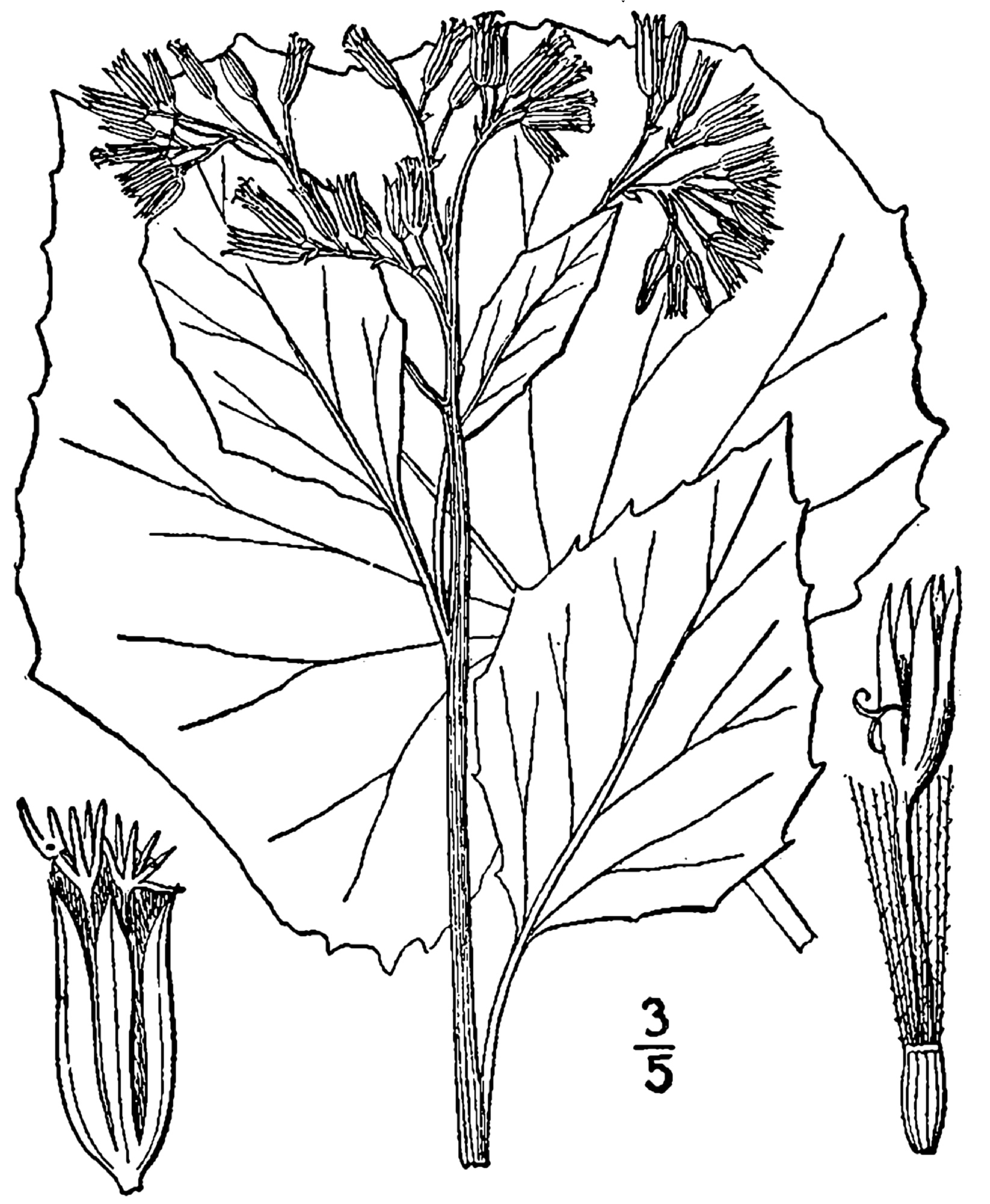 1913 Pale Indian Plantain illustration.