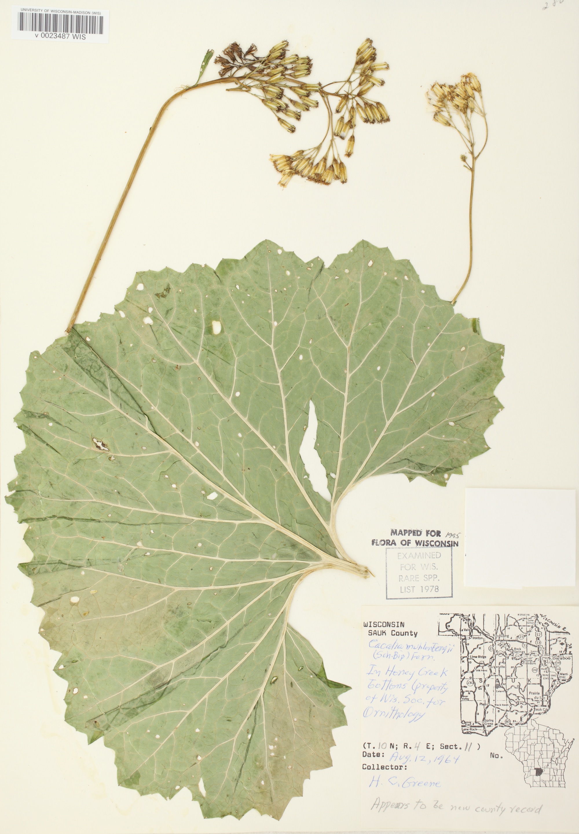 Great Indian Plantain leaf specimen collected in Sauk County on August 12, 1964.