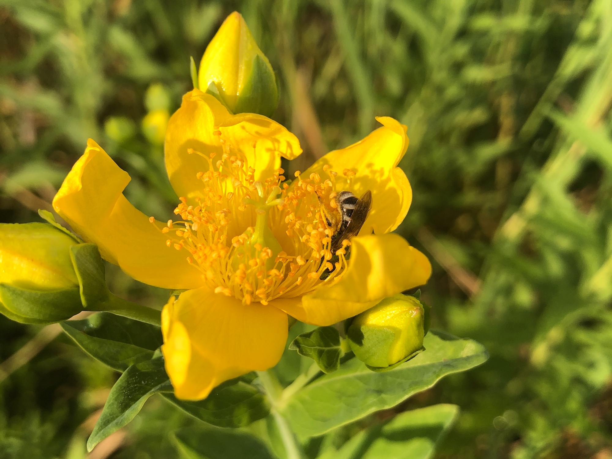 Bee on Great St. John's Wort on July 09, 2020.