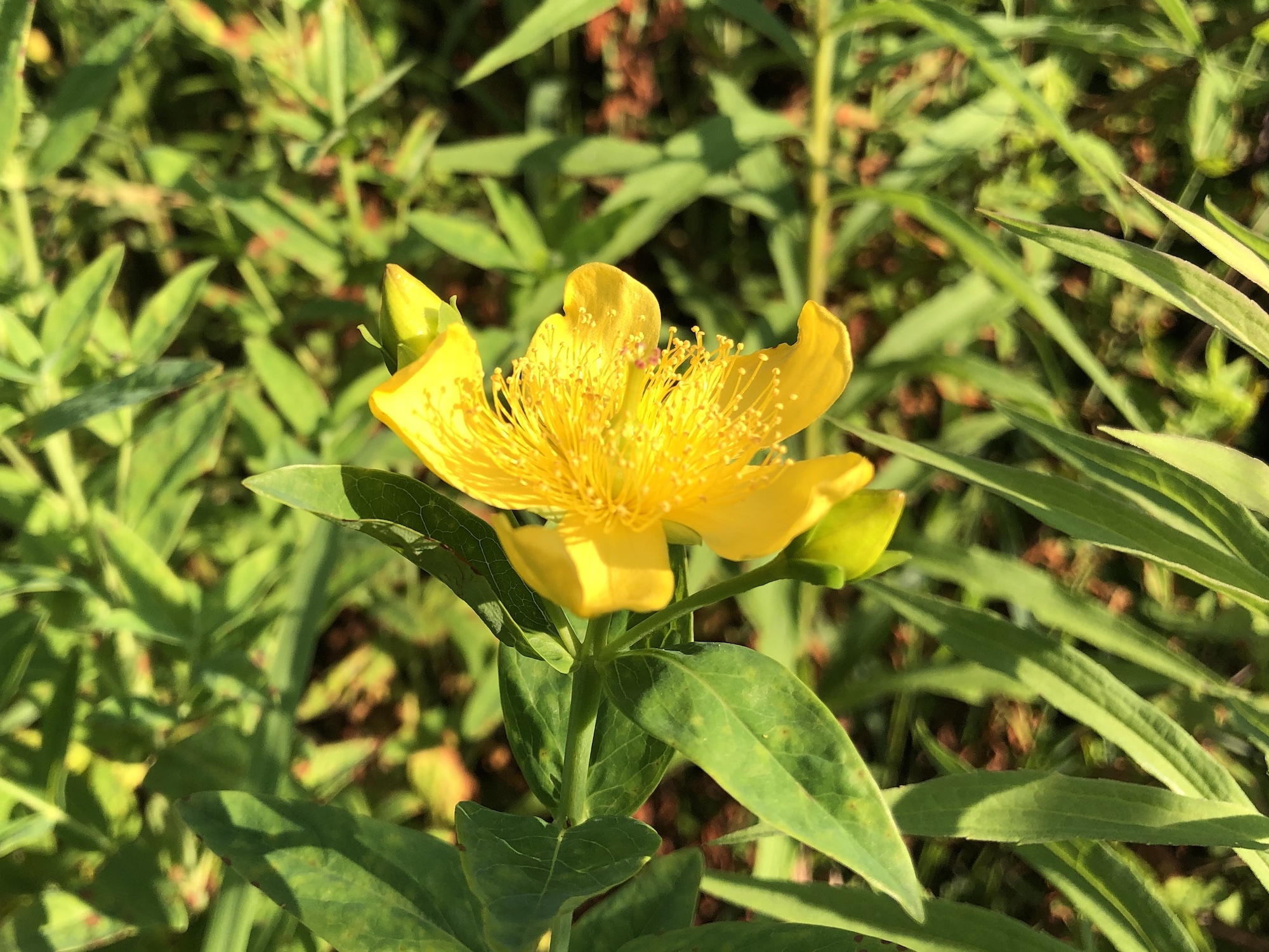 Great St. John's wort on bank of Marion Dunn Pond on July 7, 2019.