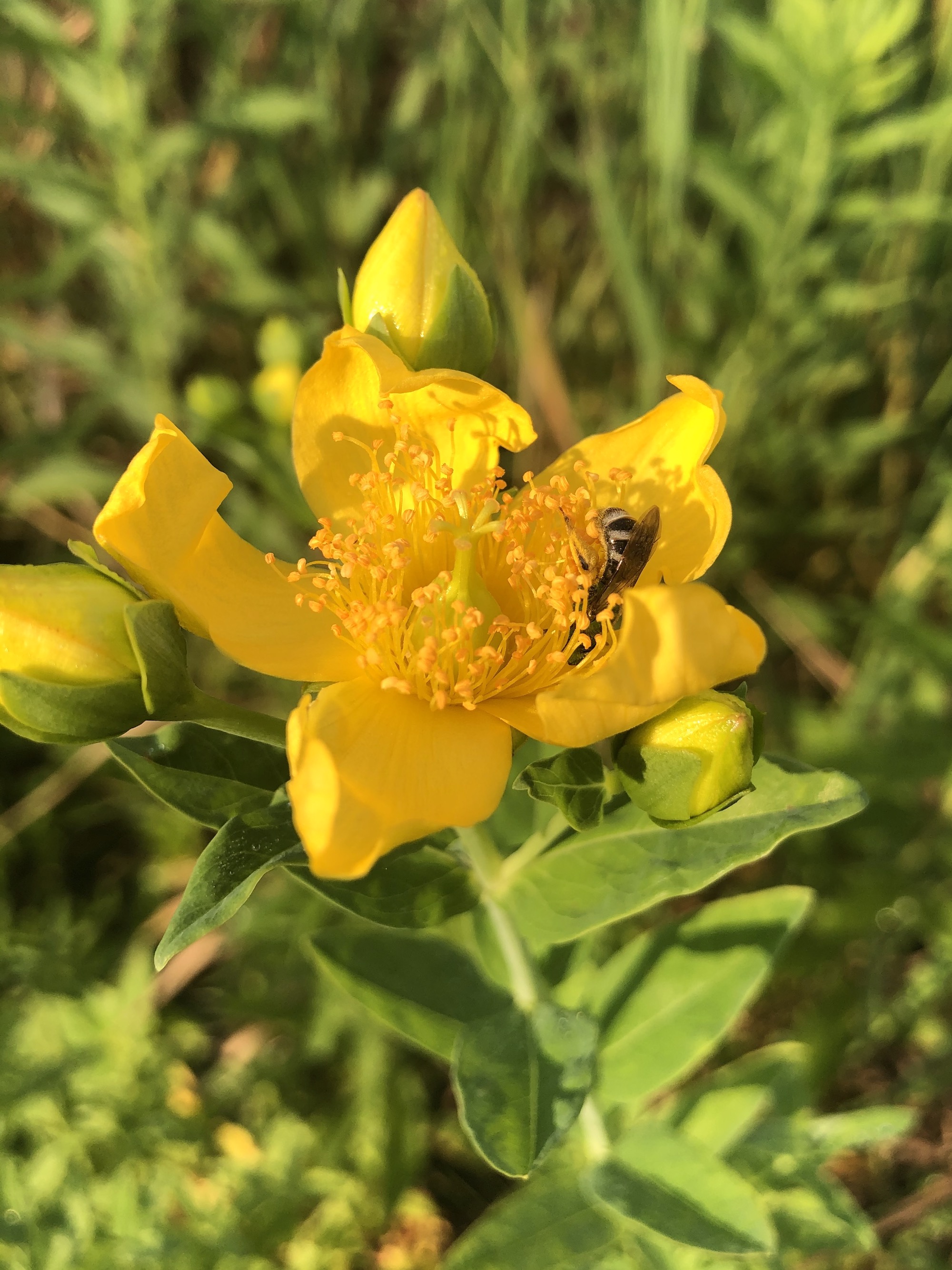 Agapostemon Sweat bee on Great St. John's wort on bank of Marion Dunn Pond on July 9, 2020