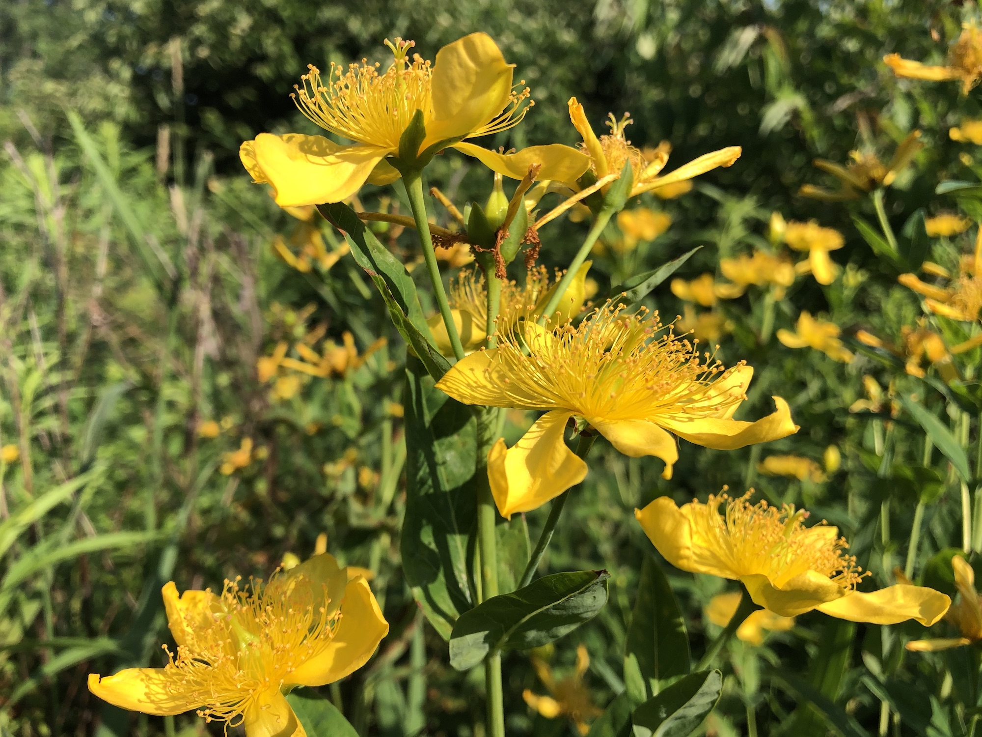 Great St. John's wort on bank of Marion Dunn Pond on July 7, 2019.