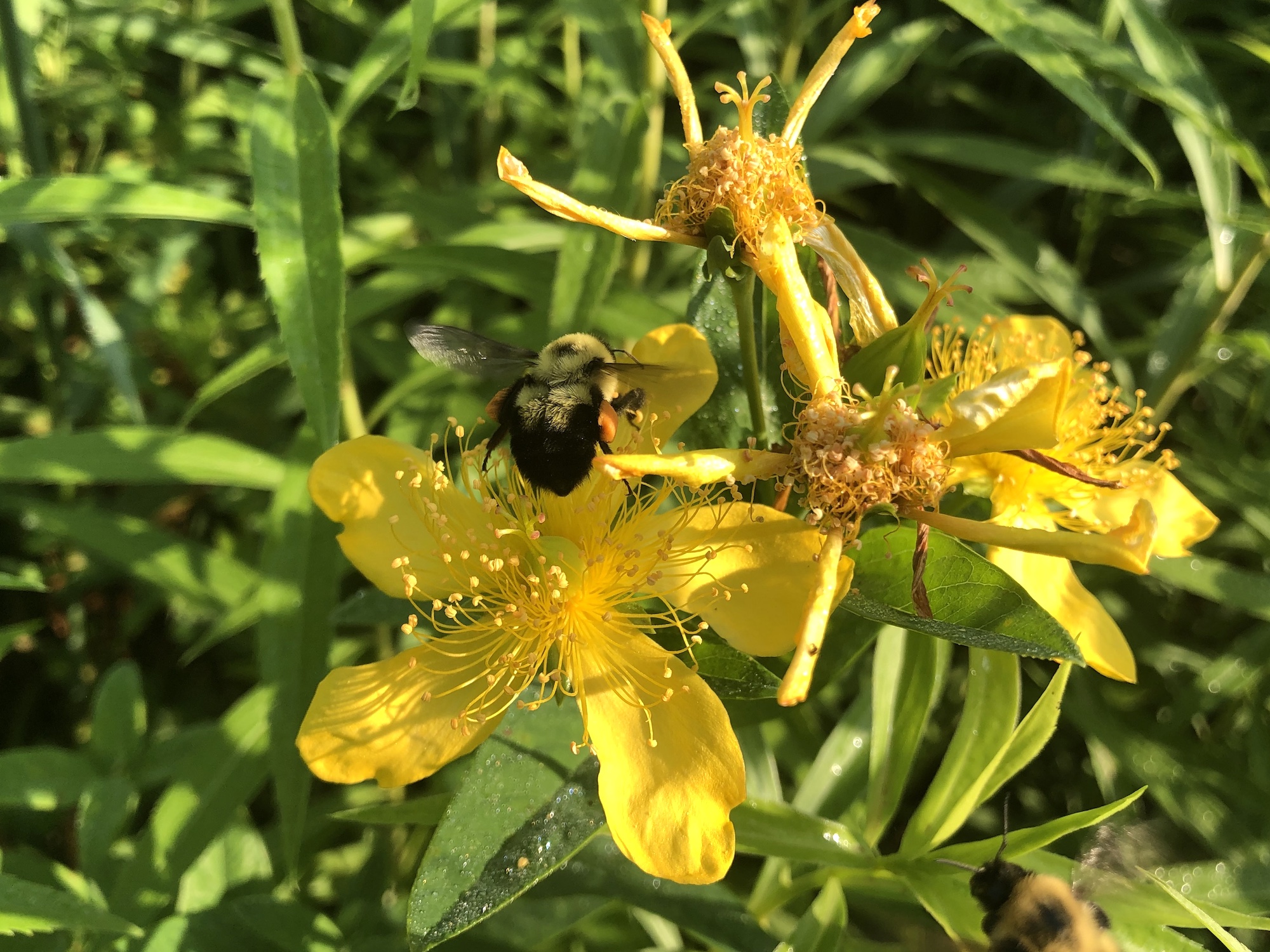 Great St. John's wort on bank of Marion Dunn Pond on July 8, 2019.
