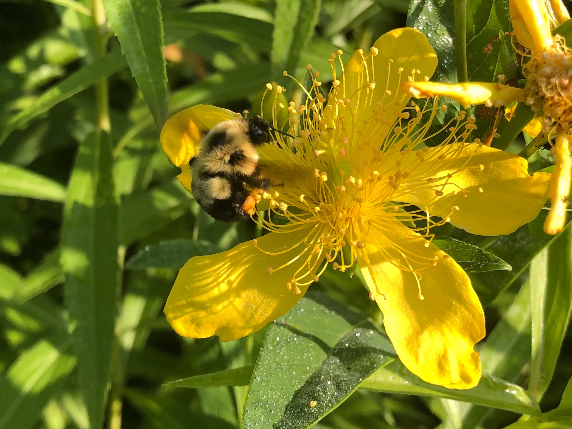 Bumblebee on Great St. John's Wort on July 08, 2019.
