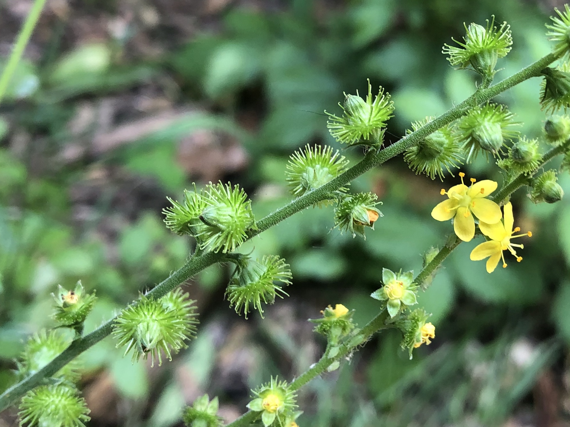 Tall Hairy Agrimony in the Prairie Moraine Dog Park in Verona, Wisconsin on July 22, 2023.
