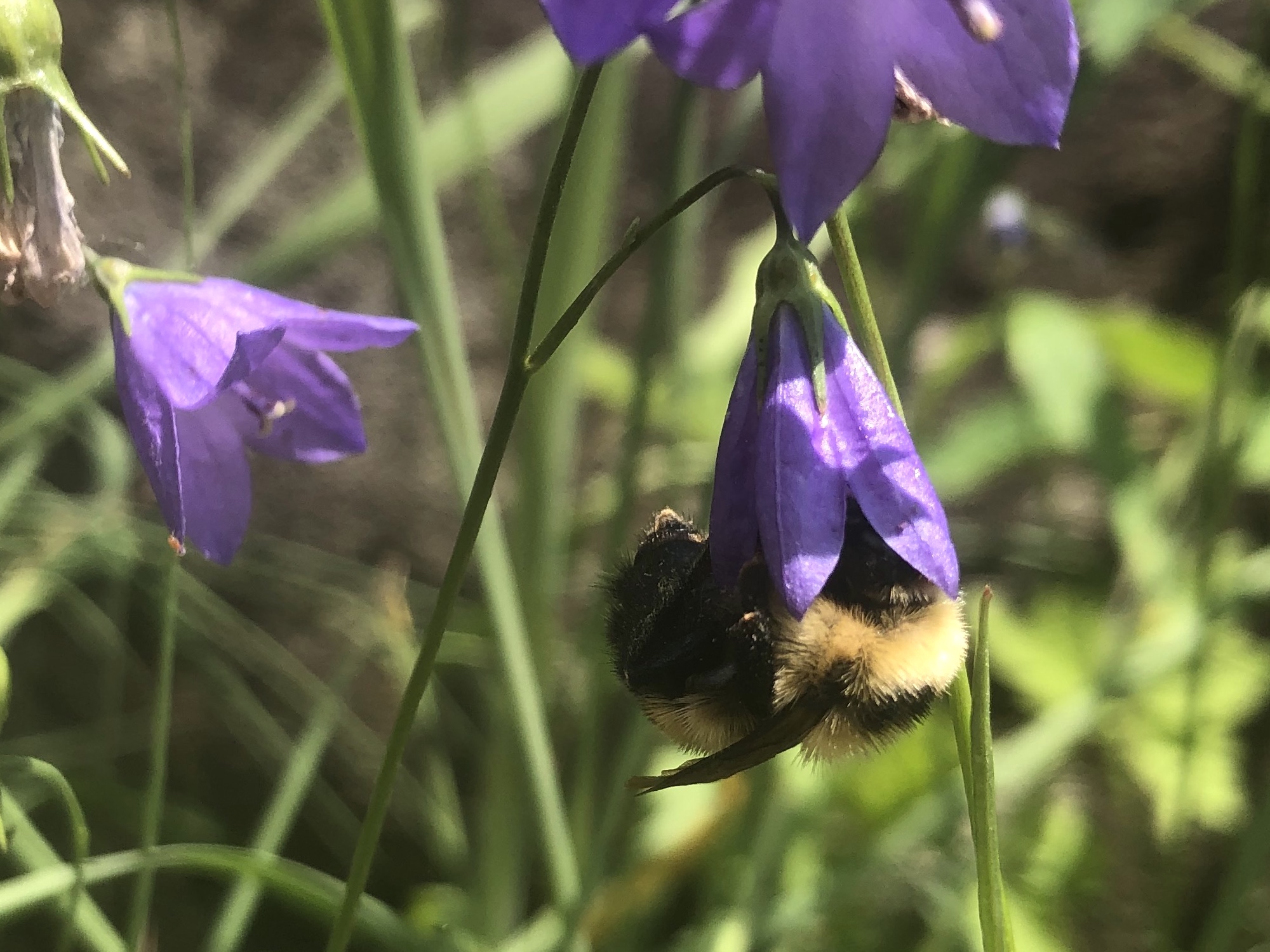 Bumblebee on Harebell on June 15, 2021.