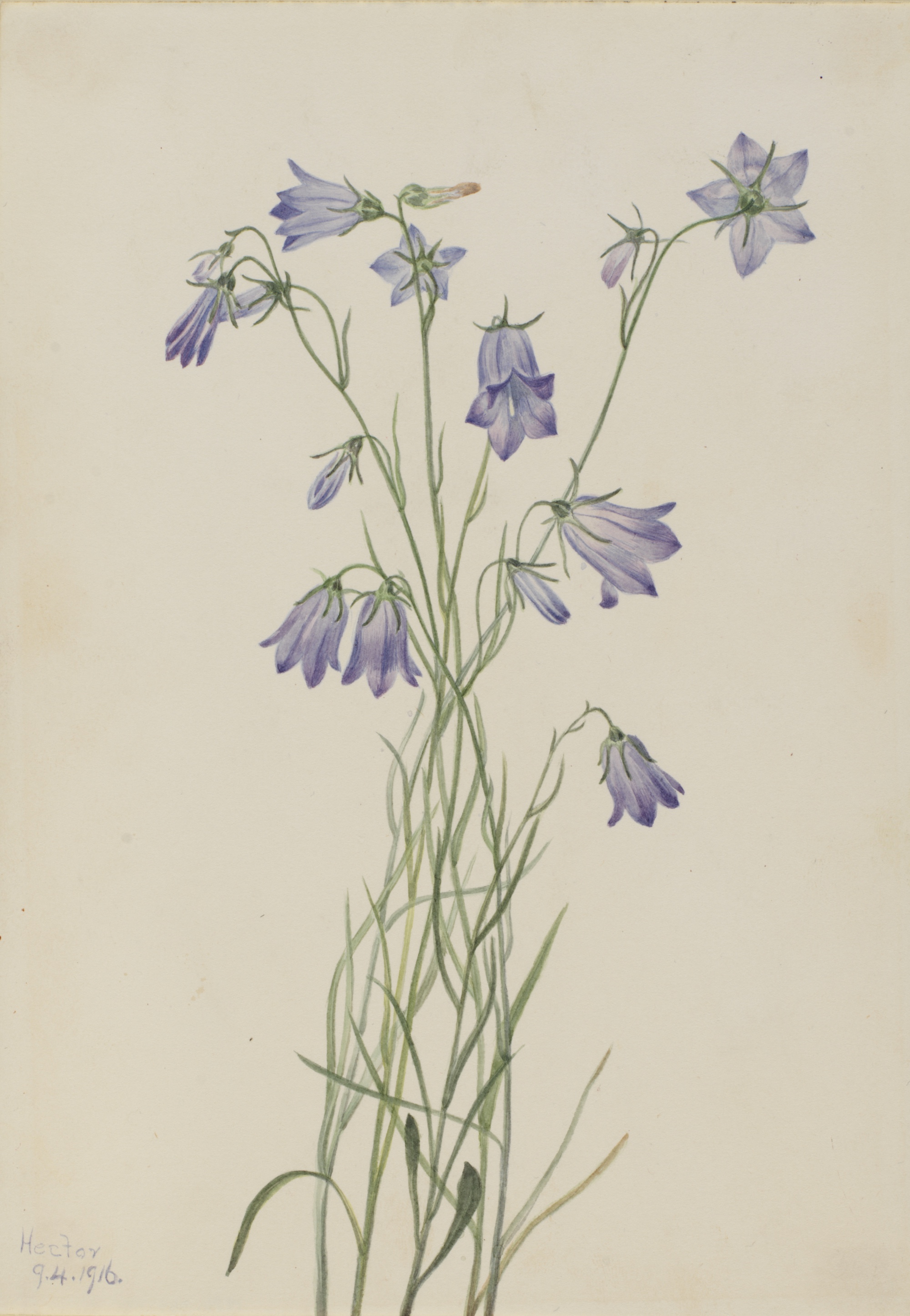 1916 Harebell (Campanula rotundifolia) illustration by Mary Vaux Walcott.