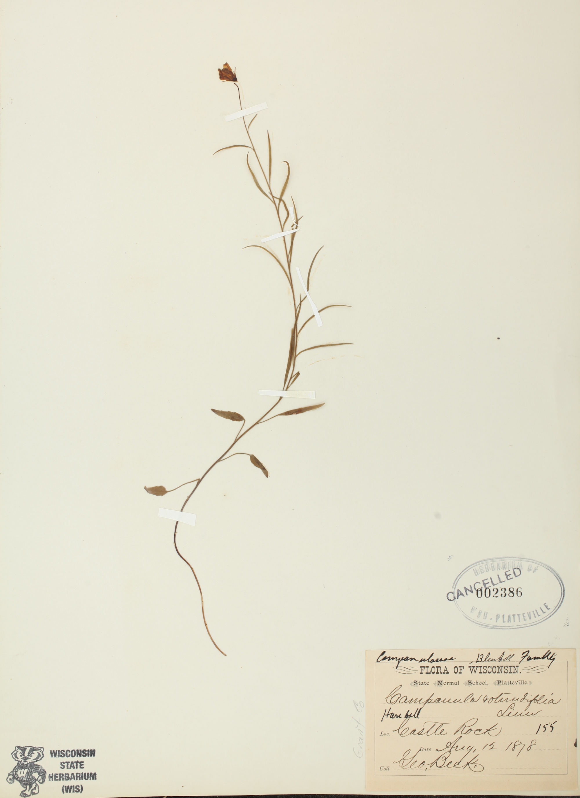 Harebell (Campanula rotundifolia ) specimen collected by Castle Rock on August 12, 1878.