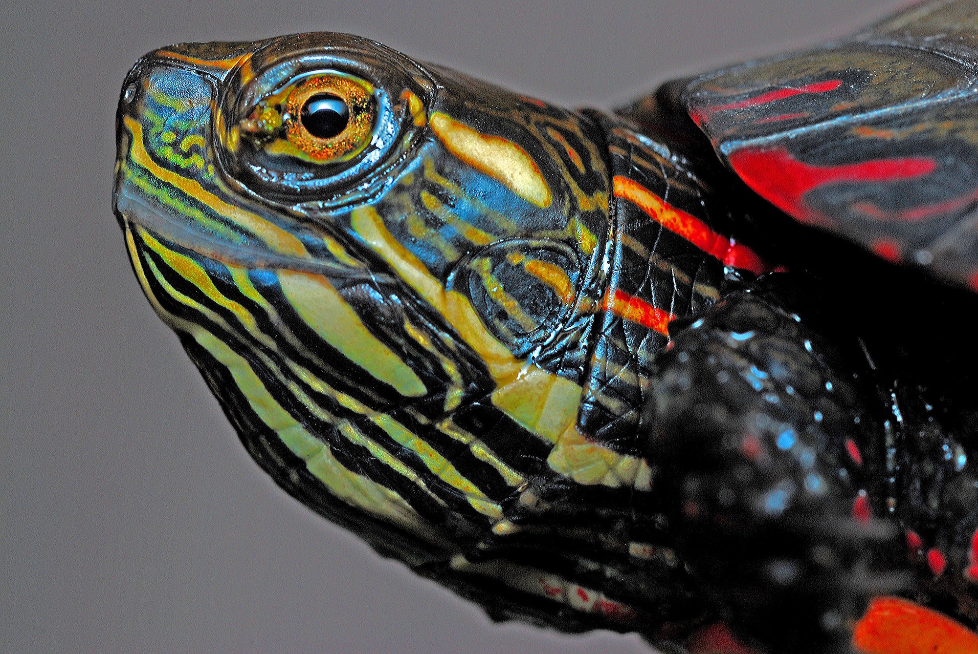 Painted Turtle head.