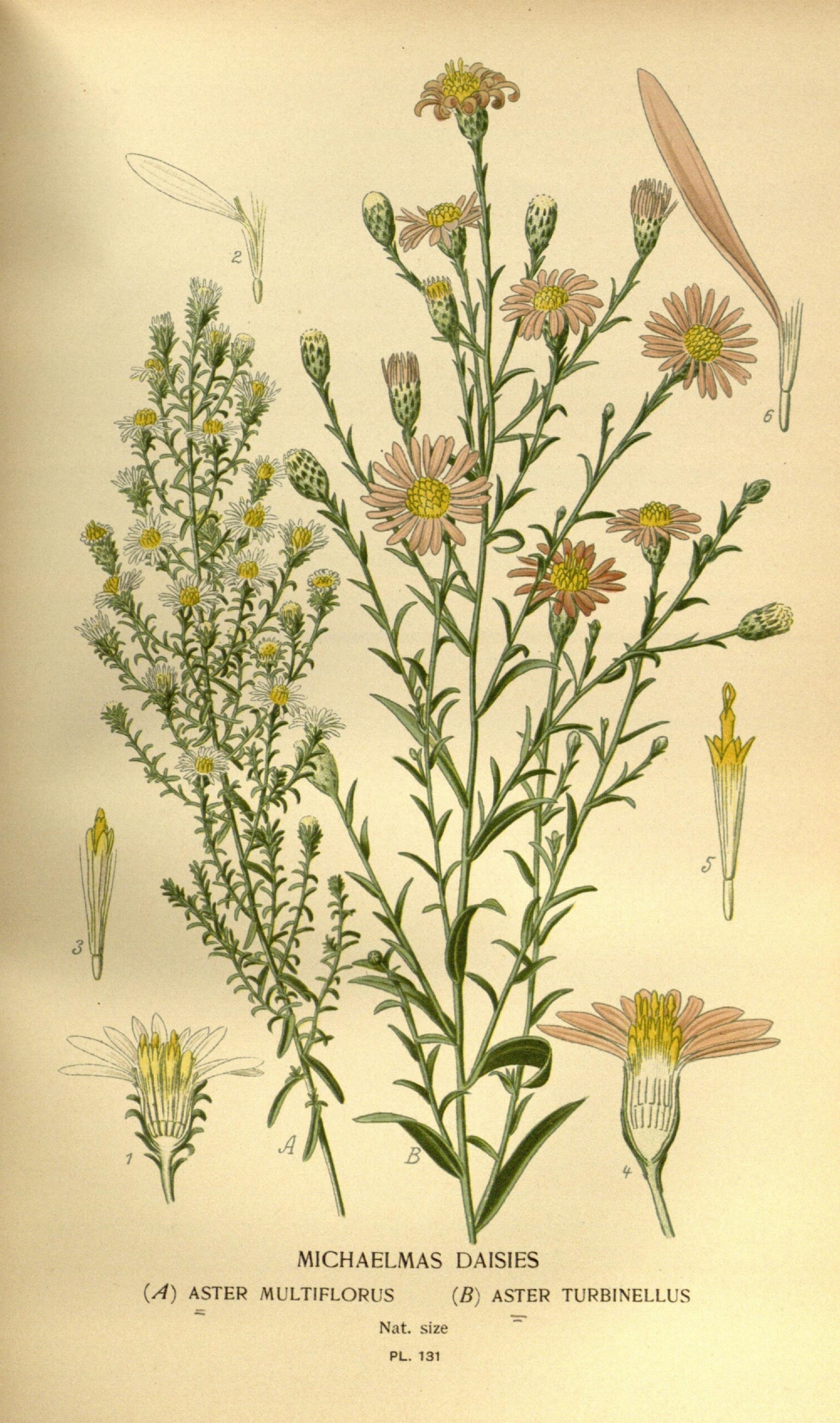 Heath Aster (Symphyotrichum ericoides) botanical illustration circa 1896-1897.