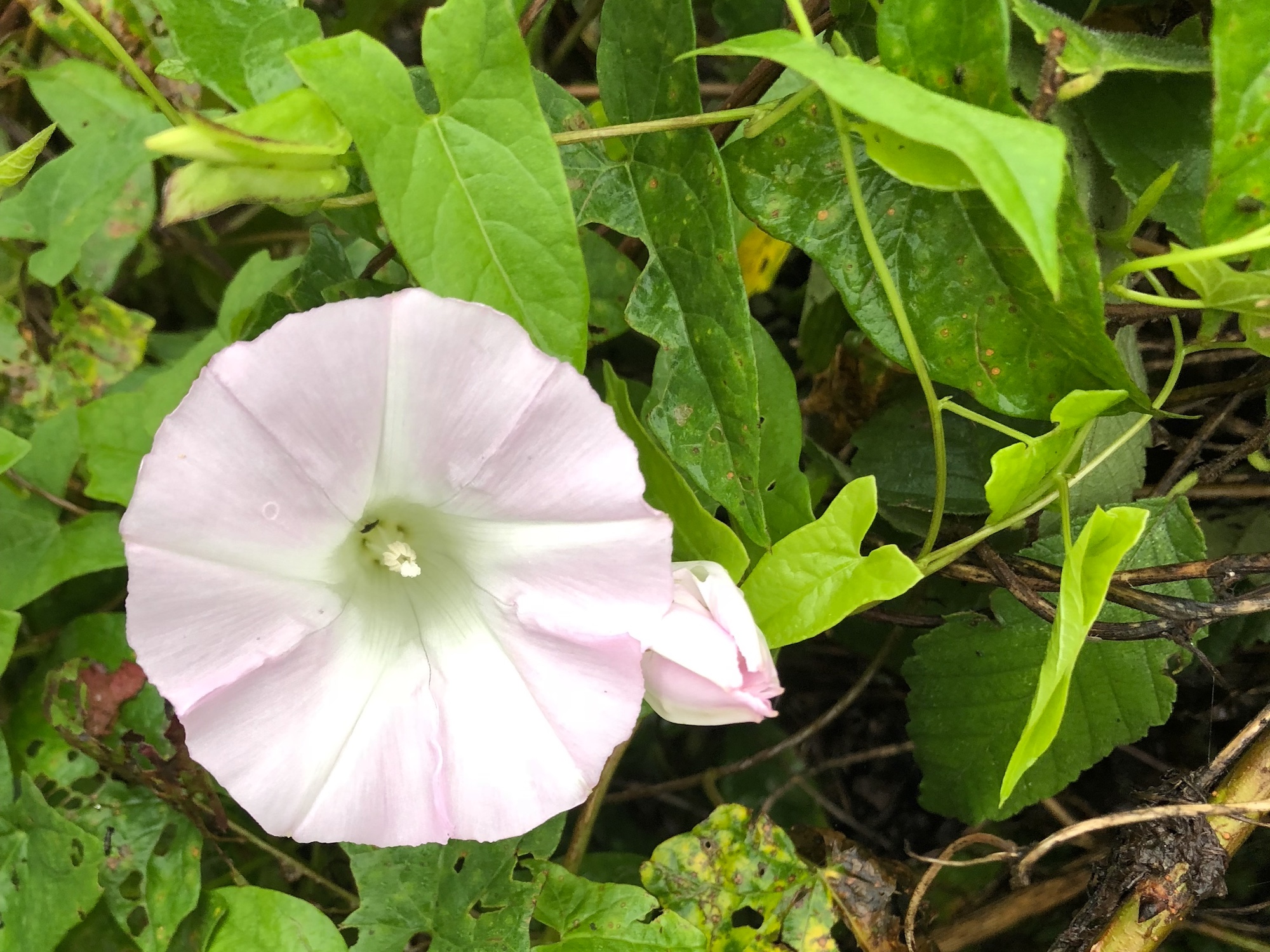 Hedge Bindweed on shore of Marion Dunn Pond in Madison, Wisconsin on September 3, 2018.