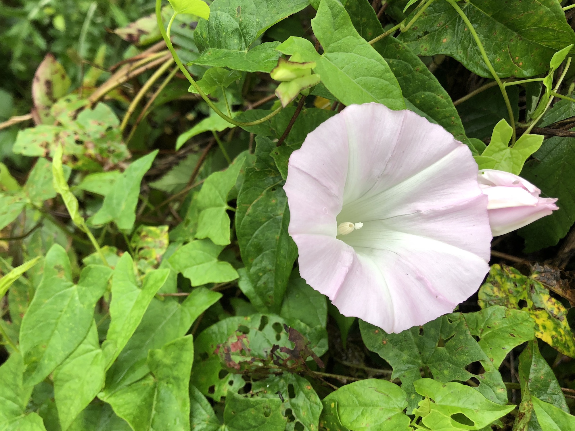 Hedge Bindweed on shore of Marion Dunn Pond in Madison, Wisconsin on September 3, 2018.