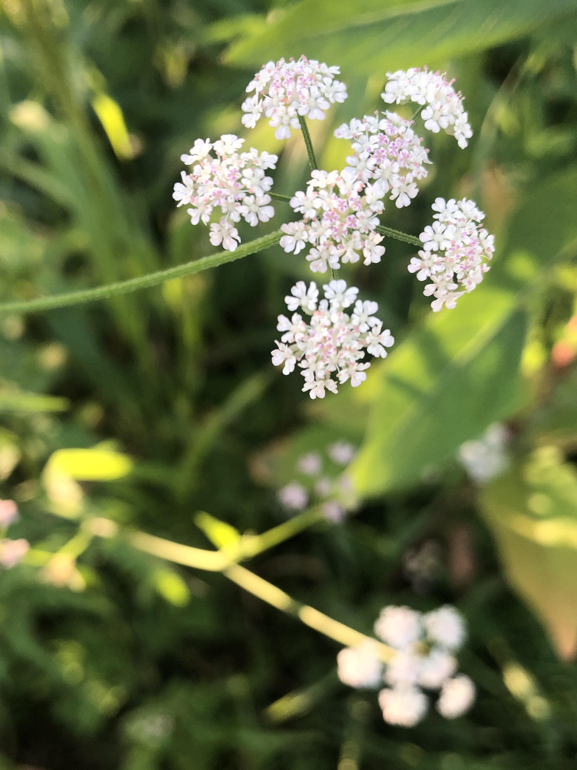 Hedge Parsley in Madison, Wisconsin on July 19, 2022.