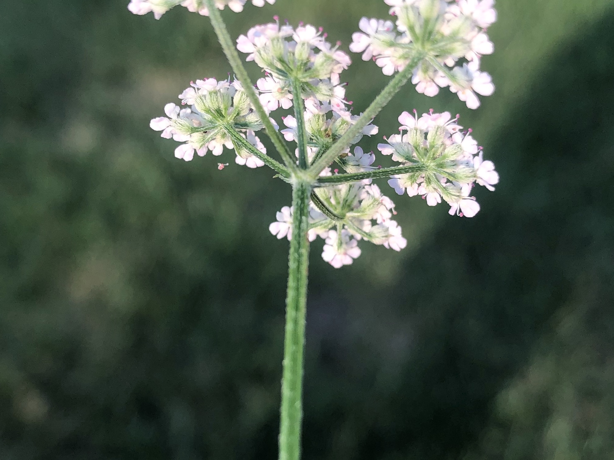Hedge Parsley in Madison, Wisconsin on July 20, 2022.