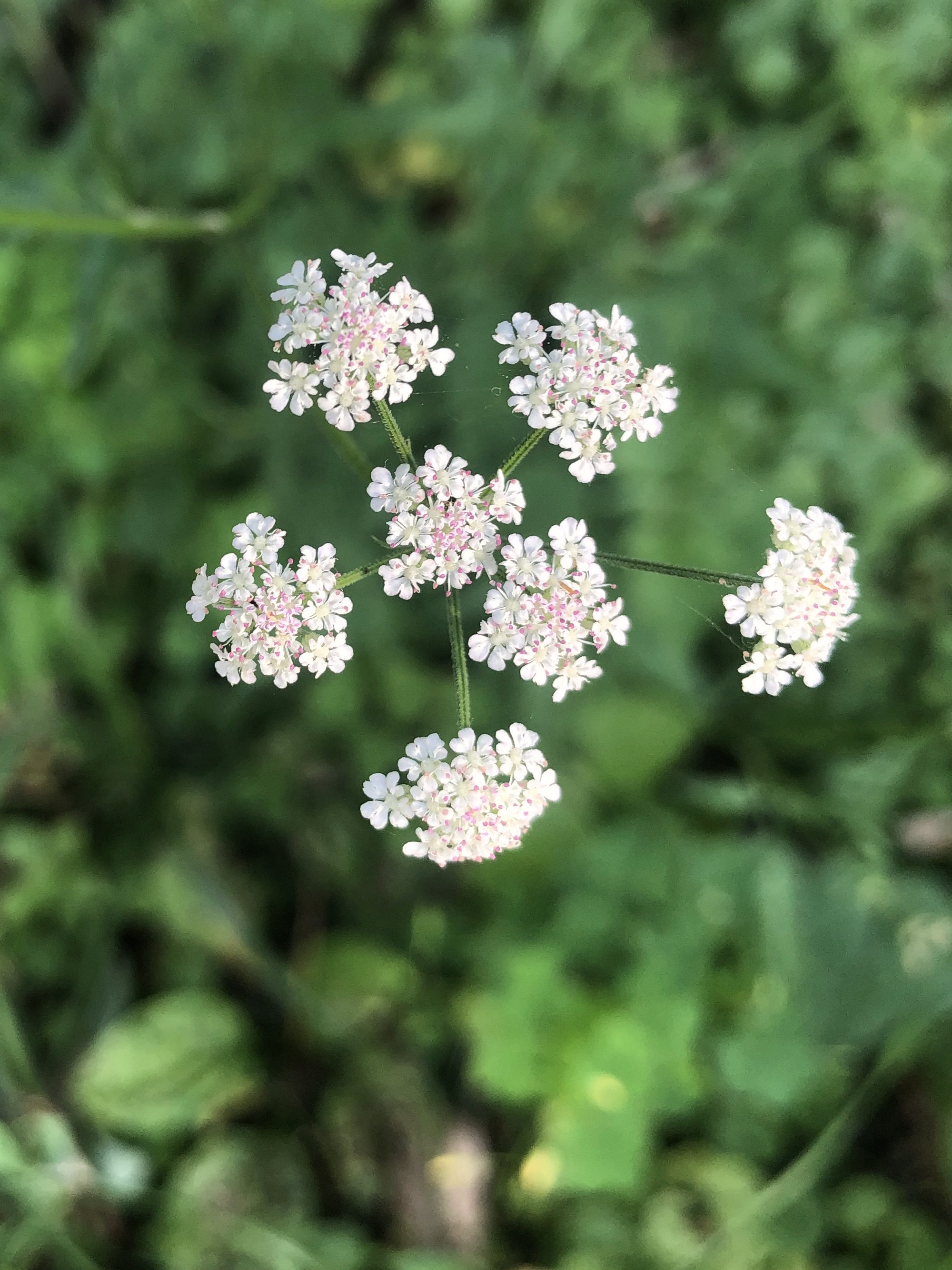 Hedge Parsley in Madison, Wisconsin on July 20, 2022.