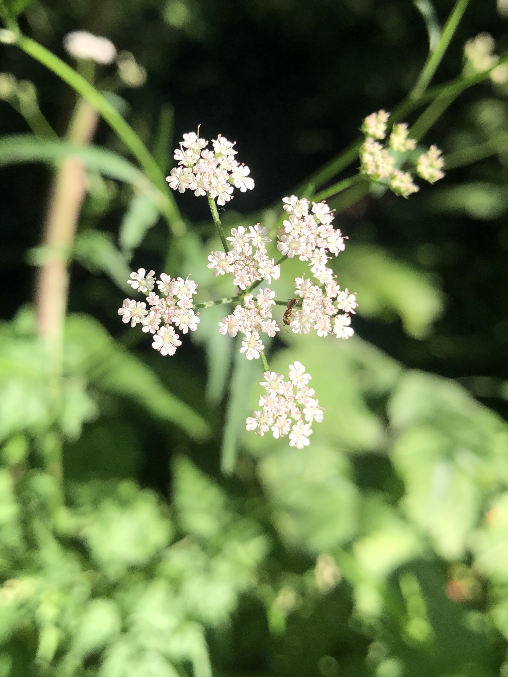 Hedge Parsley in Madison, Wisconsin on July 18, 2022.