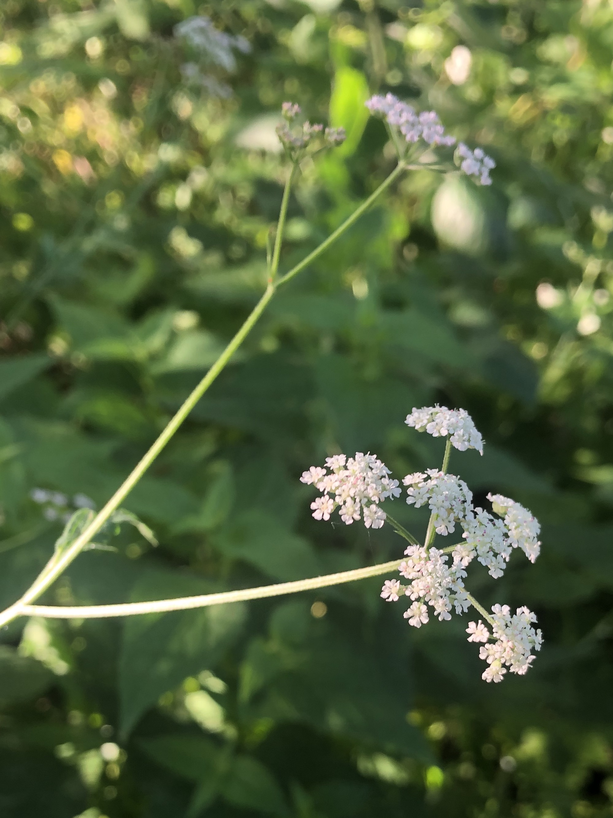 Hedge Parsley flower umbel in Madison, Wisconsin on July 20, 2022.