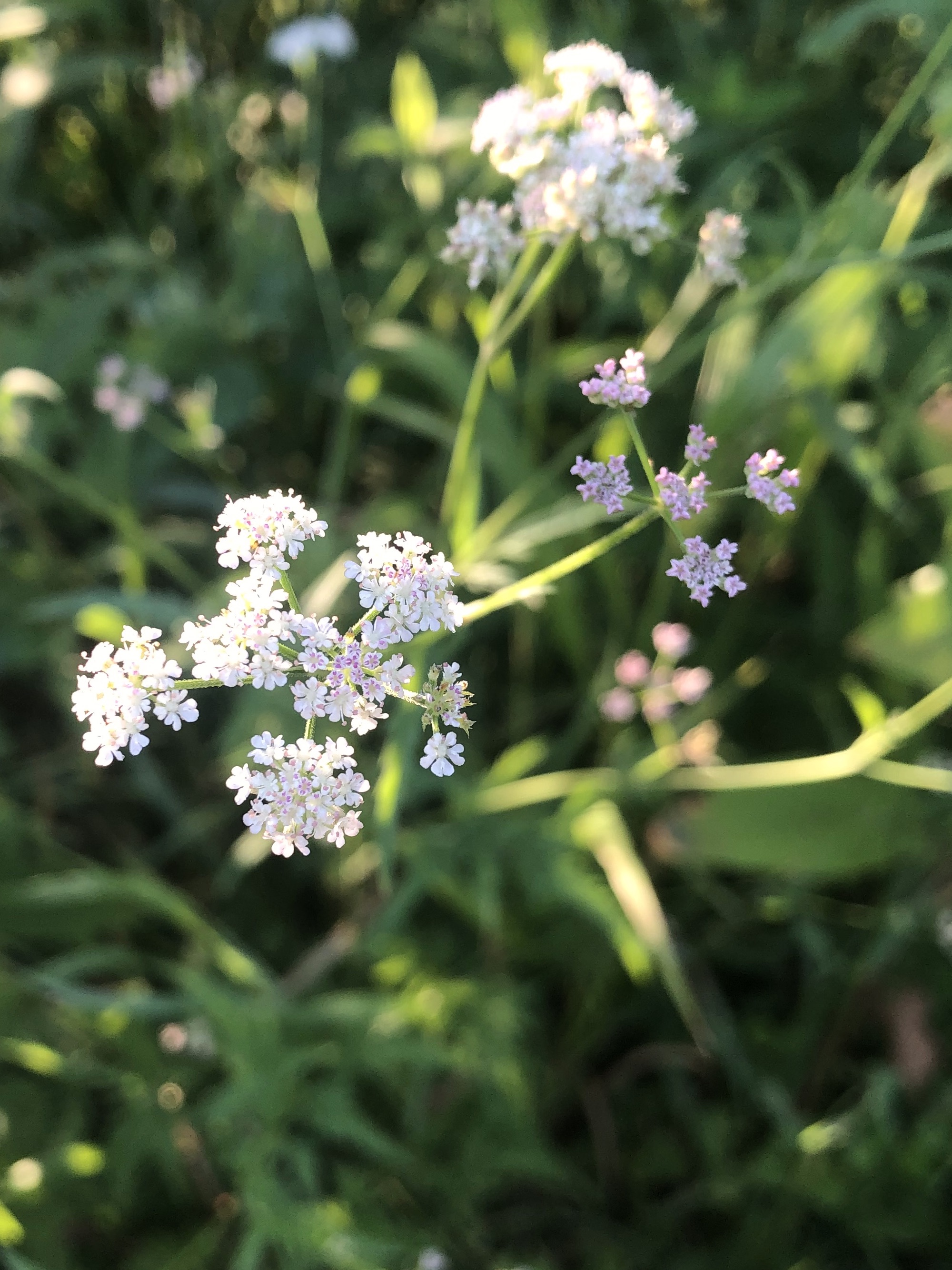 Hedge Parsley in Madison, Wisconsin on July 19, 2022.
