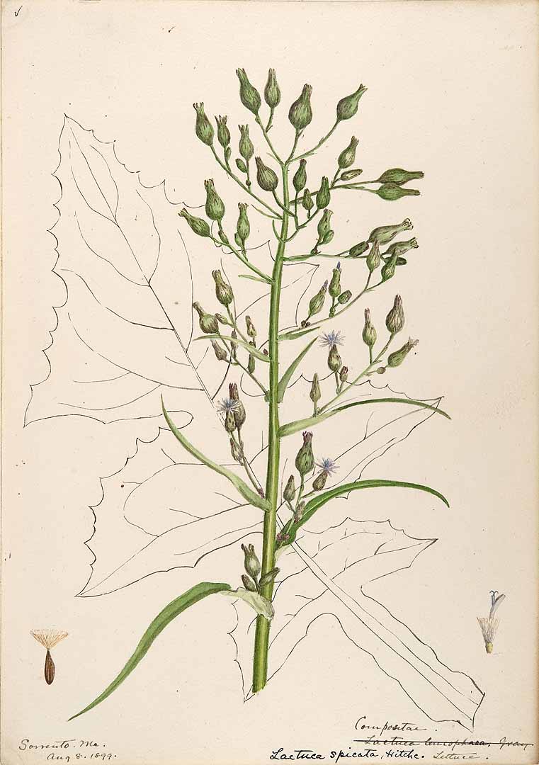  Botanical drawing of Tall Blue Lettuce by Helen Sharp circa 1888-1910.