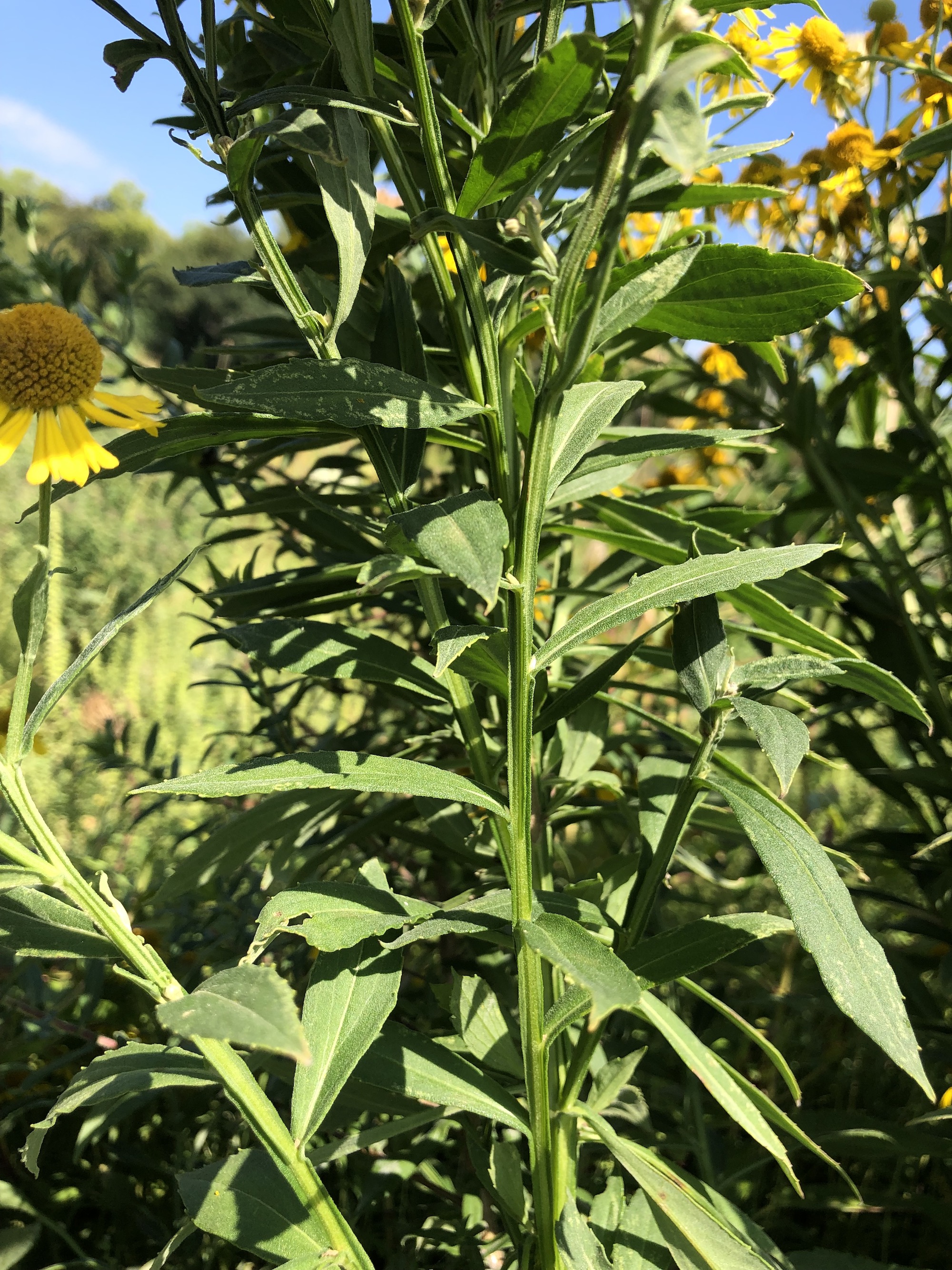 Common Sneezeweed leaves and stalk on September 5, 2021.
