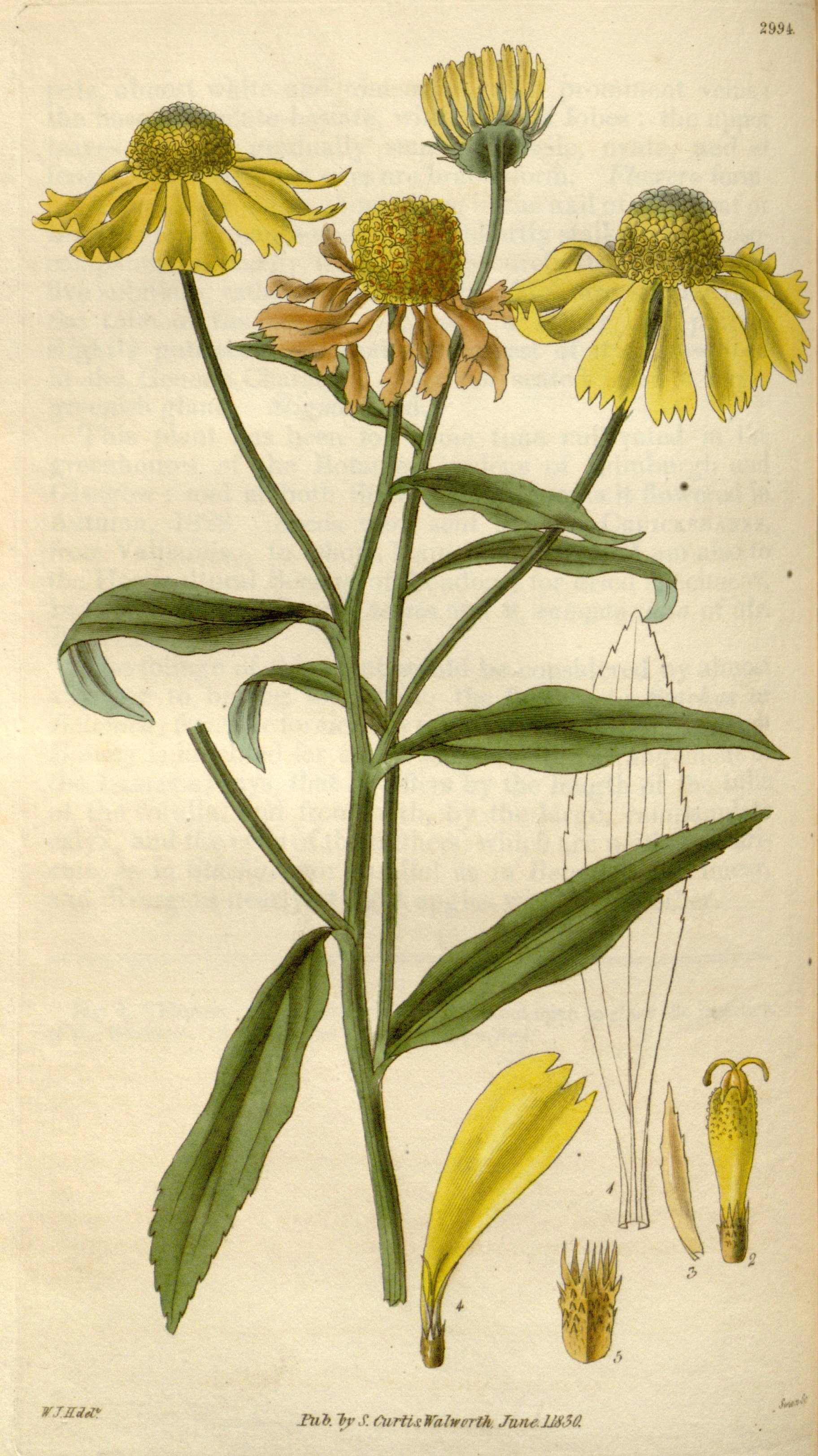 Common Sneezeweed (Helenium autumnale) botanical illustrationcirca 1796.